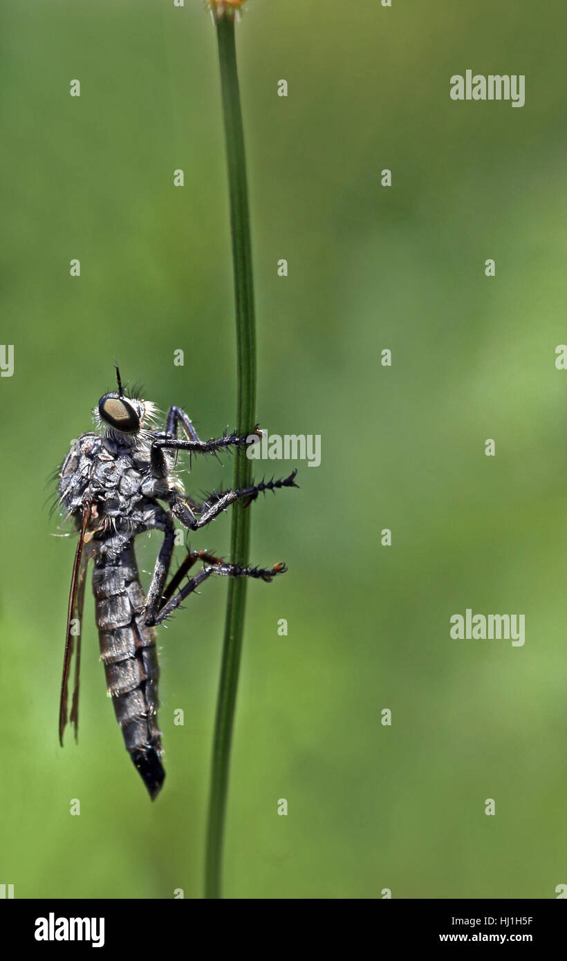 Femmina, macro close-up, macro di ammissione, vista ravvicinata, insetto cacciatore, volare, Foto Stock