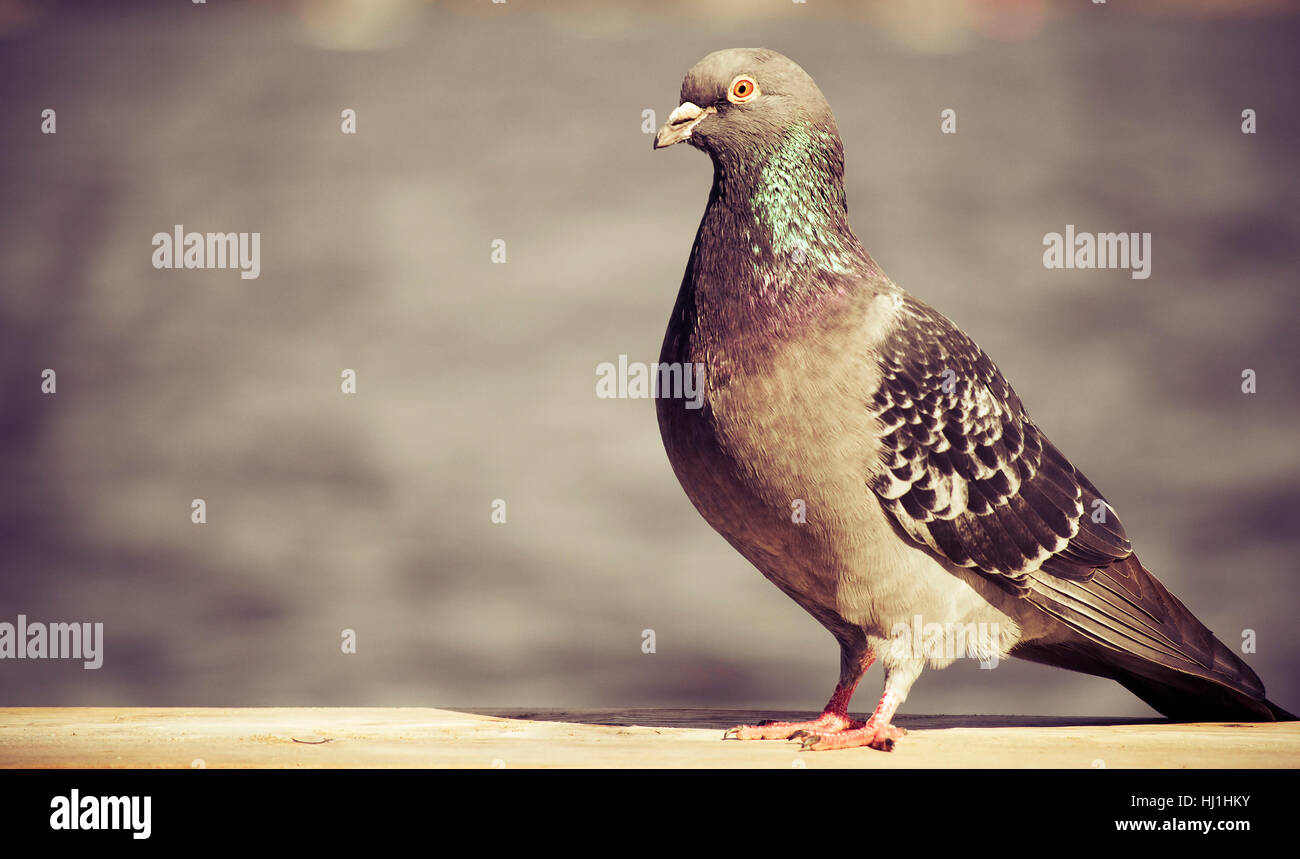 Animali, uccelli, uccelli, sfrangiamento, piccione, natura, segno, segnale, blu, lucentezza, Foto Stock