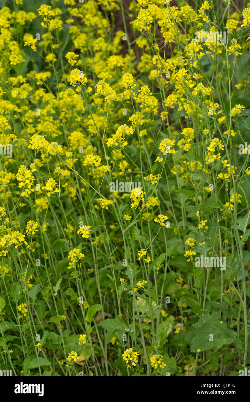 Schwarzer Senf, Senf-Kohl, Senfkohl, Brassica nigra, senape nera Foto Stock