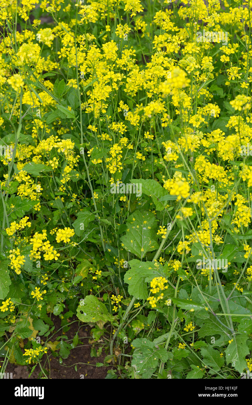 Schwarzer Senf, Senf-Kohl, Senfkohl, Brassica nigra, senape nera Foto Stock