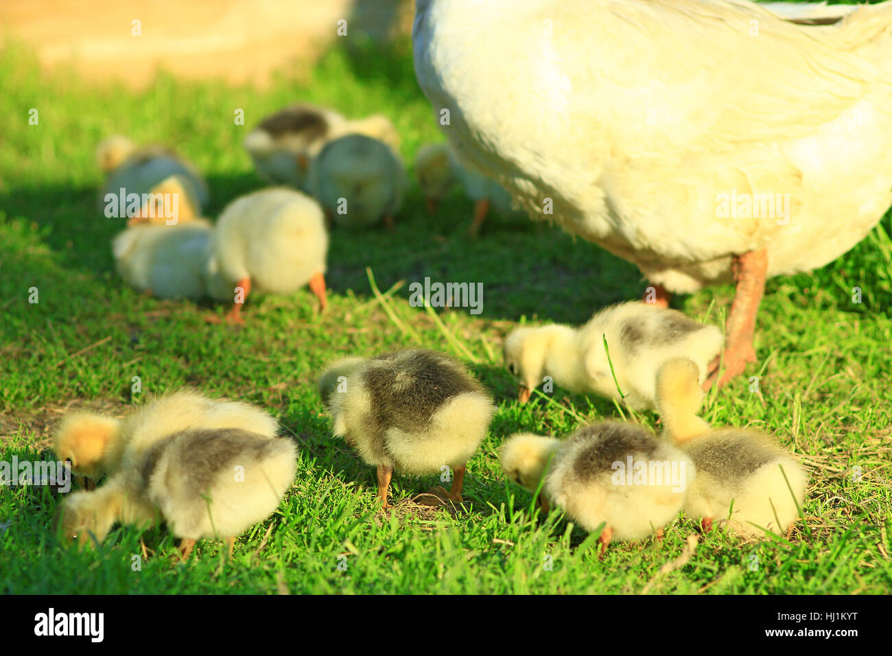 Gosling giovani con le loro goose sull'erba nel villaggio Foto Stock