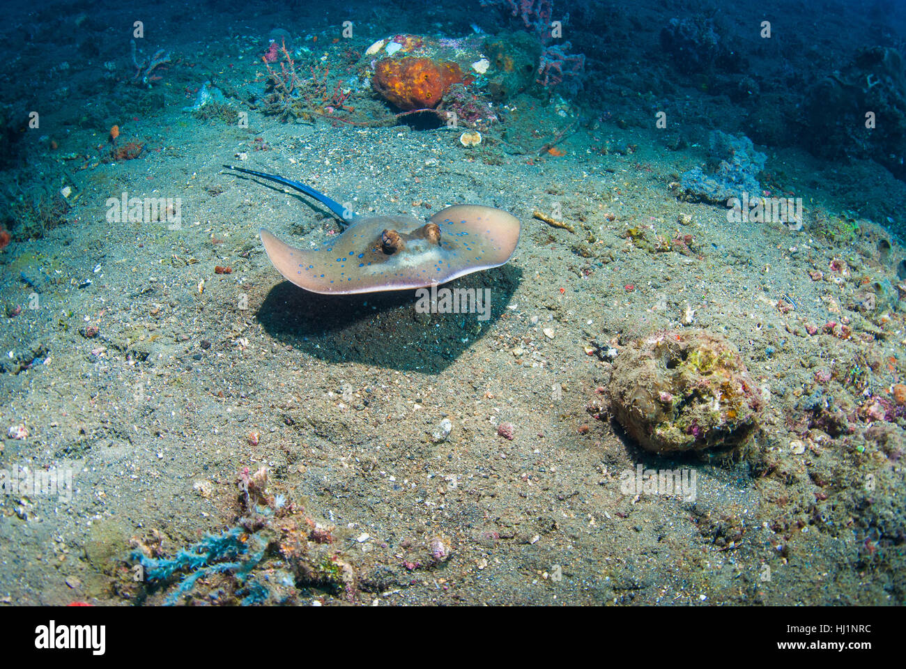 Blu, lifestyle, verde, Asia, Wild, Bali, Indonesia, acquario, profondità, profondità, Foto Stock