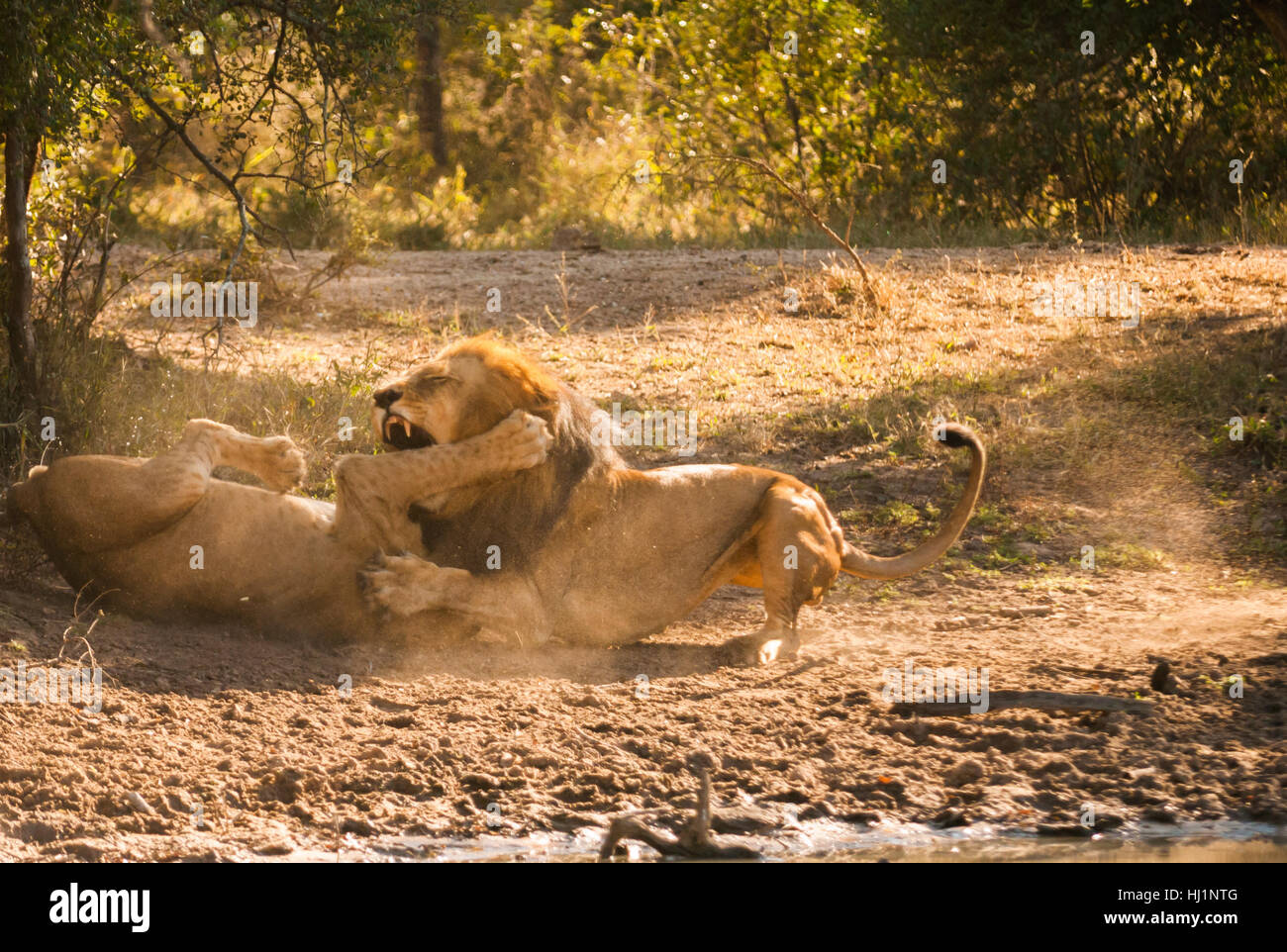 Pericolo, lotta, combattimento, animale, denti, Wild, africa, maschio, maschile, Lion Foto Stock