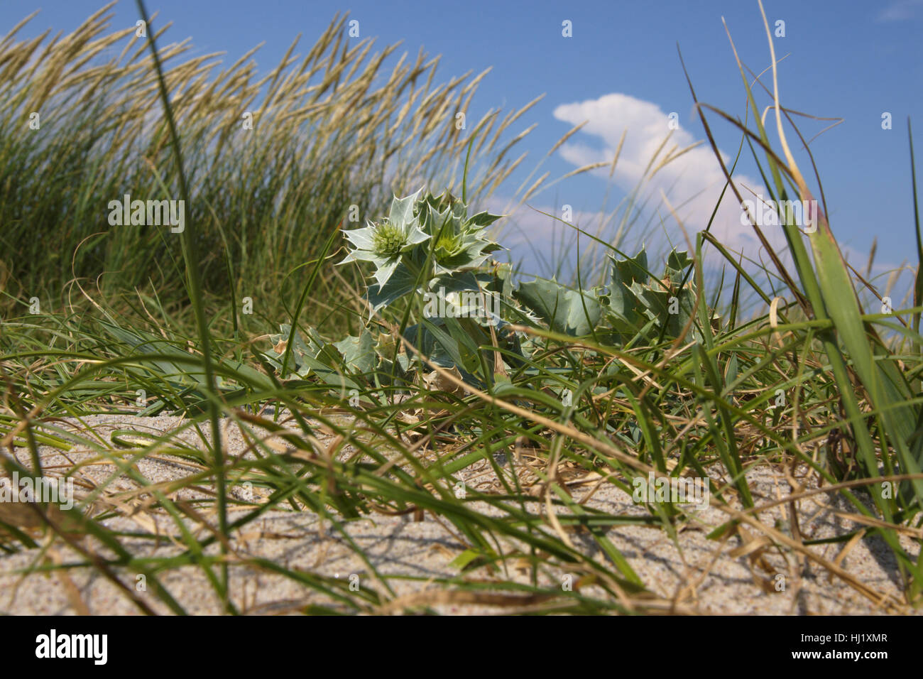 Spiaggia naturale sul mar baltico isola di Poel Foto Stock