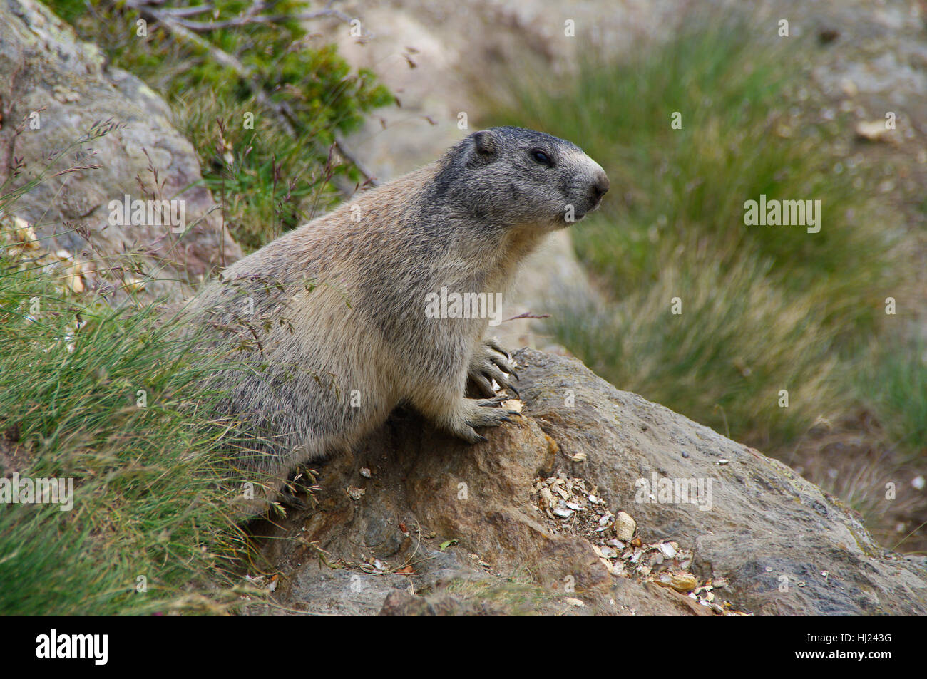 La marmotta - gli abitanti delle Alpi Foto Stock