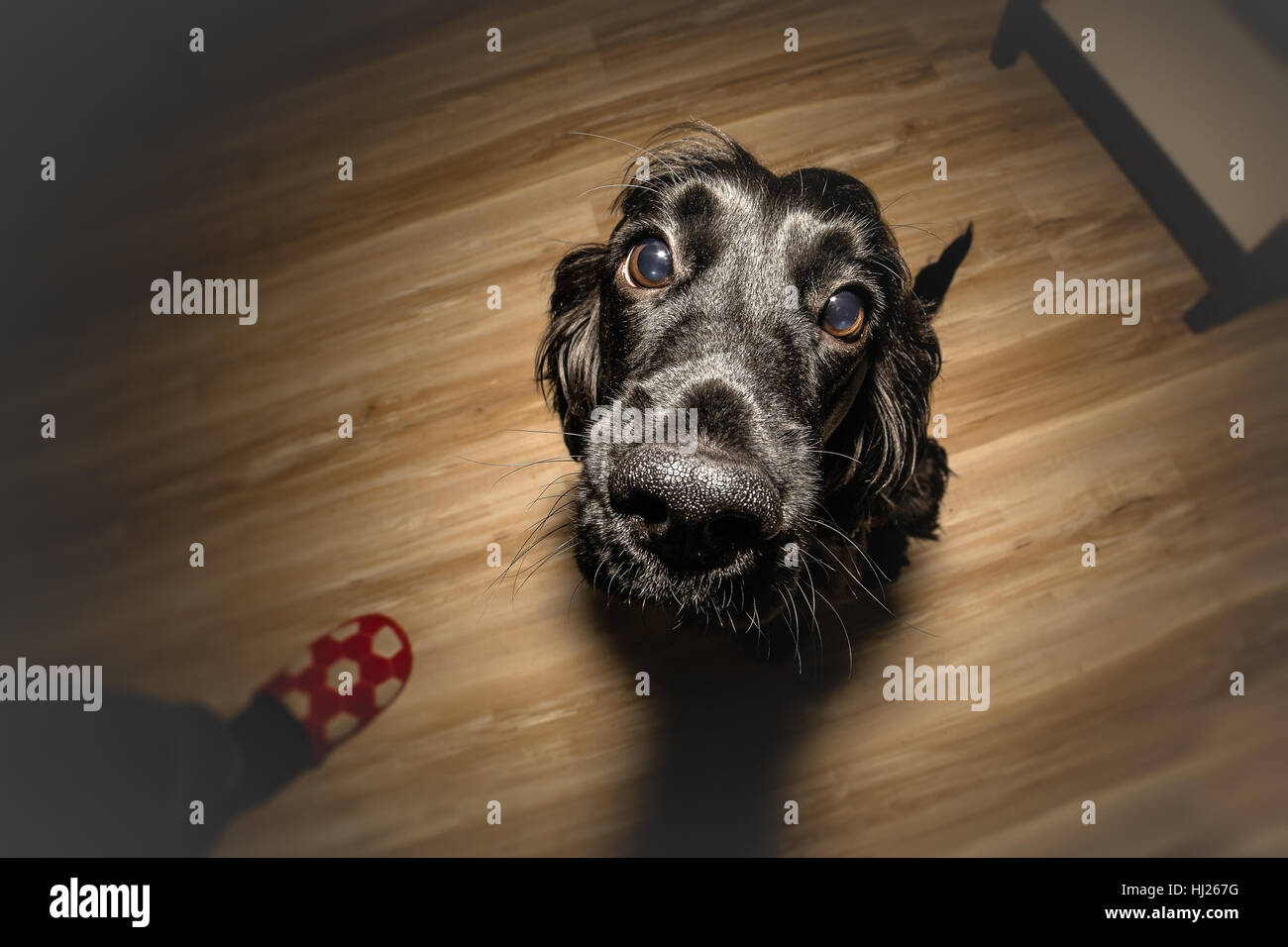 Cane nero in attesa di una ricompensa Foto Stock