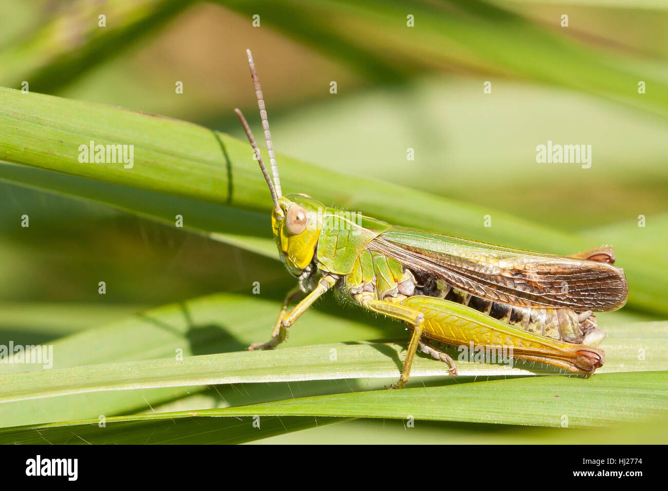 Un grasshopper sull'erba in Belgio Foto Stock