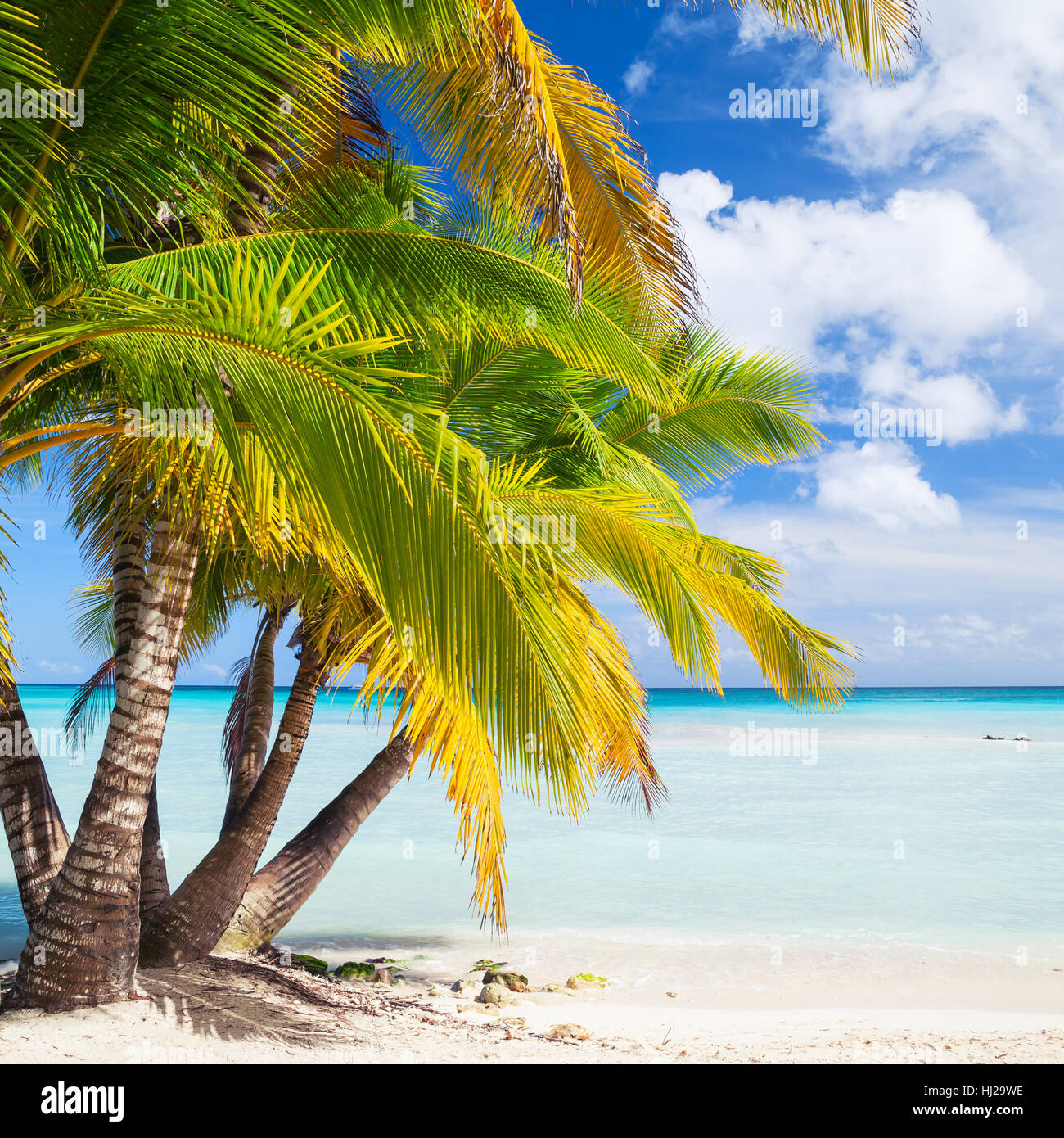 Palme di cocco crescono sulla spiaggia di sabbia bianca. Mar dei Caraibi costa, Repubblica dominicana, Saona Island. Piazza naturale foto di sfondo Foto Stock