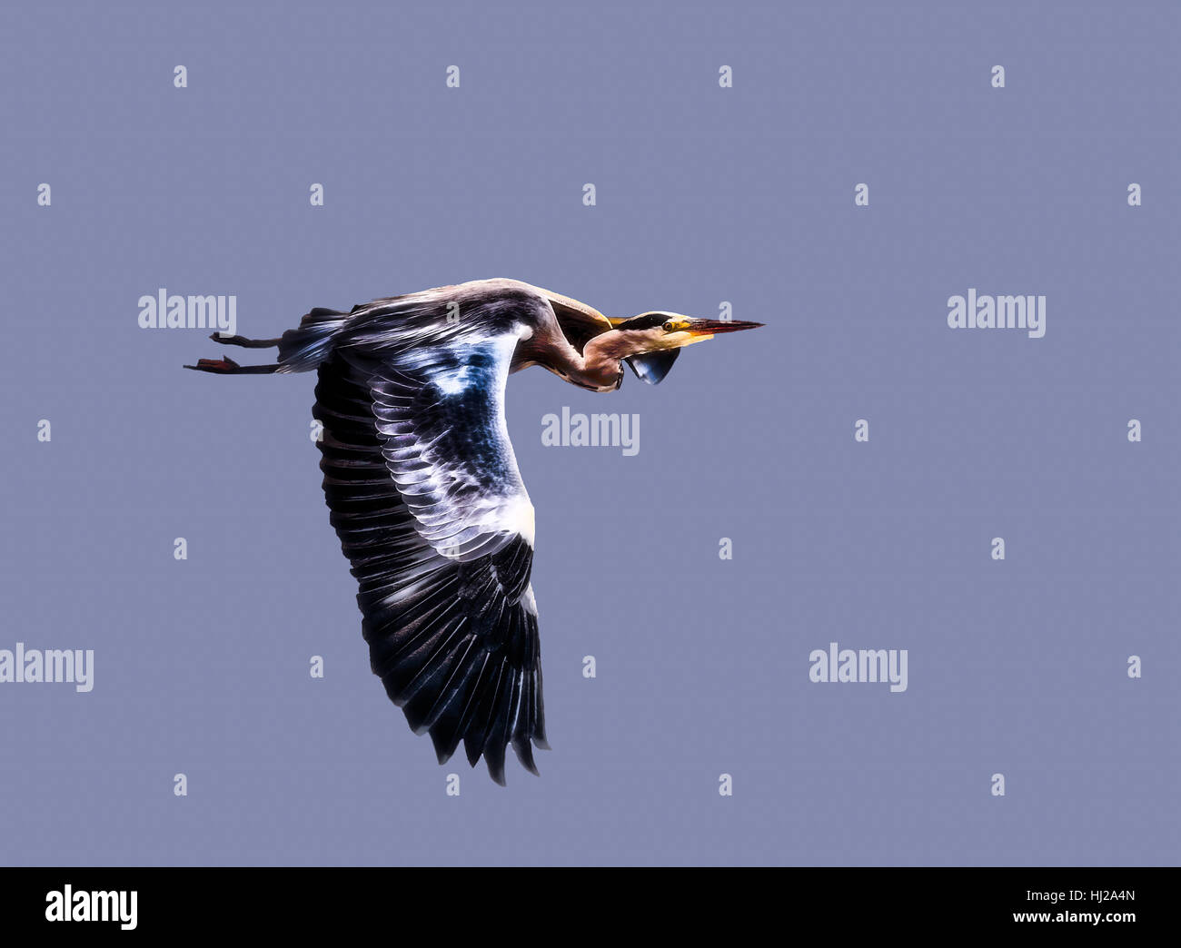 Immagine a colori di un singolo isolato heron / garzetta in fuga in avanti sotto sfondo blu cielo con ali ampia diffusione, simbolico il moto in avanti,Pittura Foto Stock