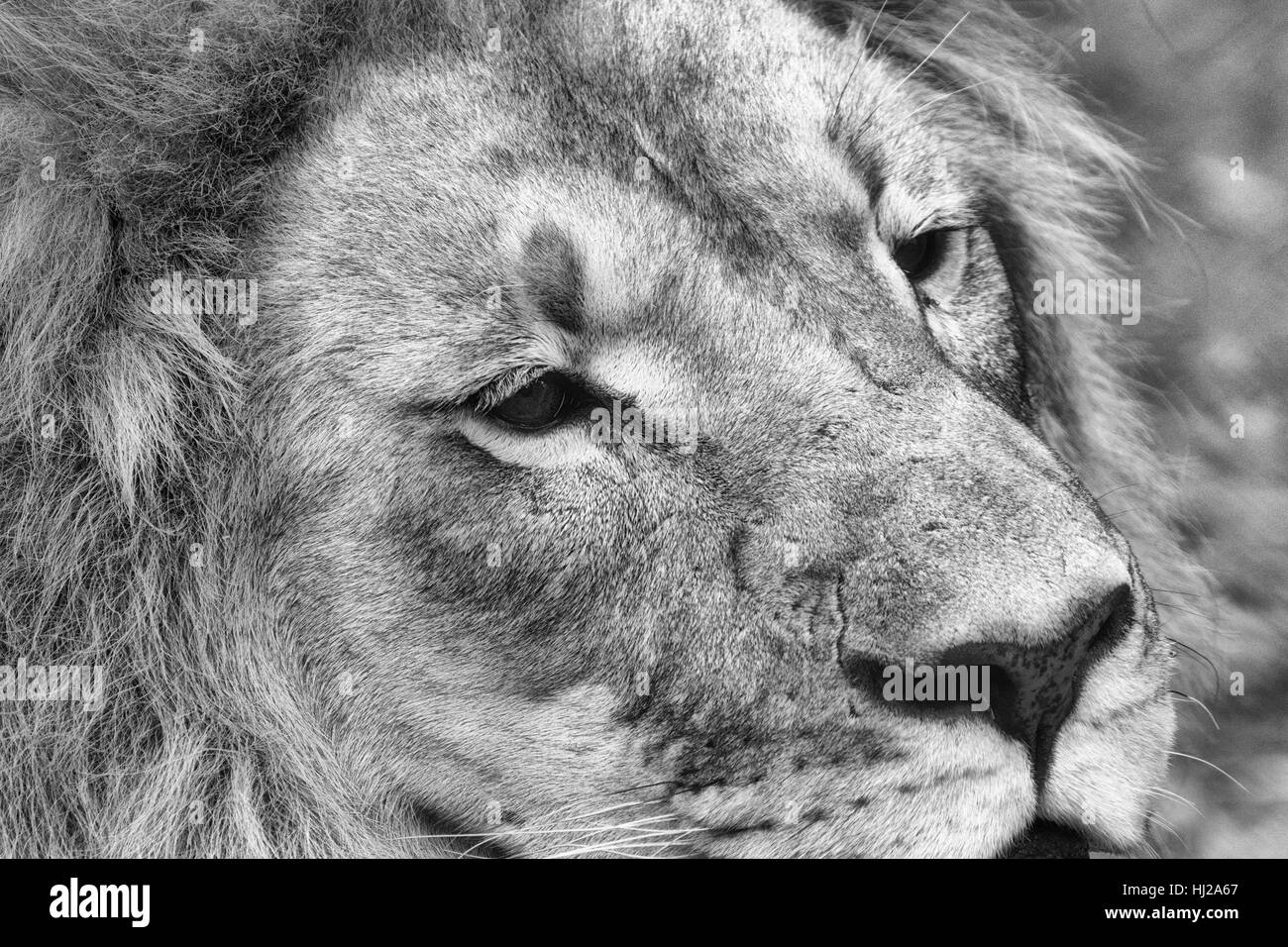 Monocromatico arte ritratto di un singolo isolato parziale testa di leone in bianco e nero con raffinati dettagli e texture presi in Sud Africa Foto Stock