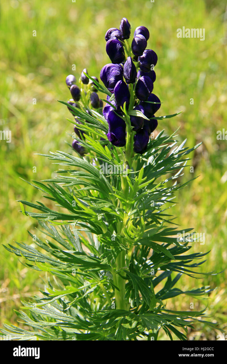 Blu, la flora alpina, Aconitum, blu, fiori, piante, flora, botanica, fioriture, Foto Stock