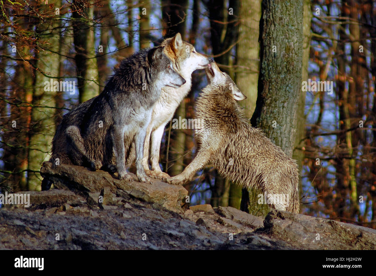Animale mammifero, pelle, predator, lupo, pack, natura, animale mammifero, pelle, Foto Stock