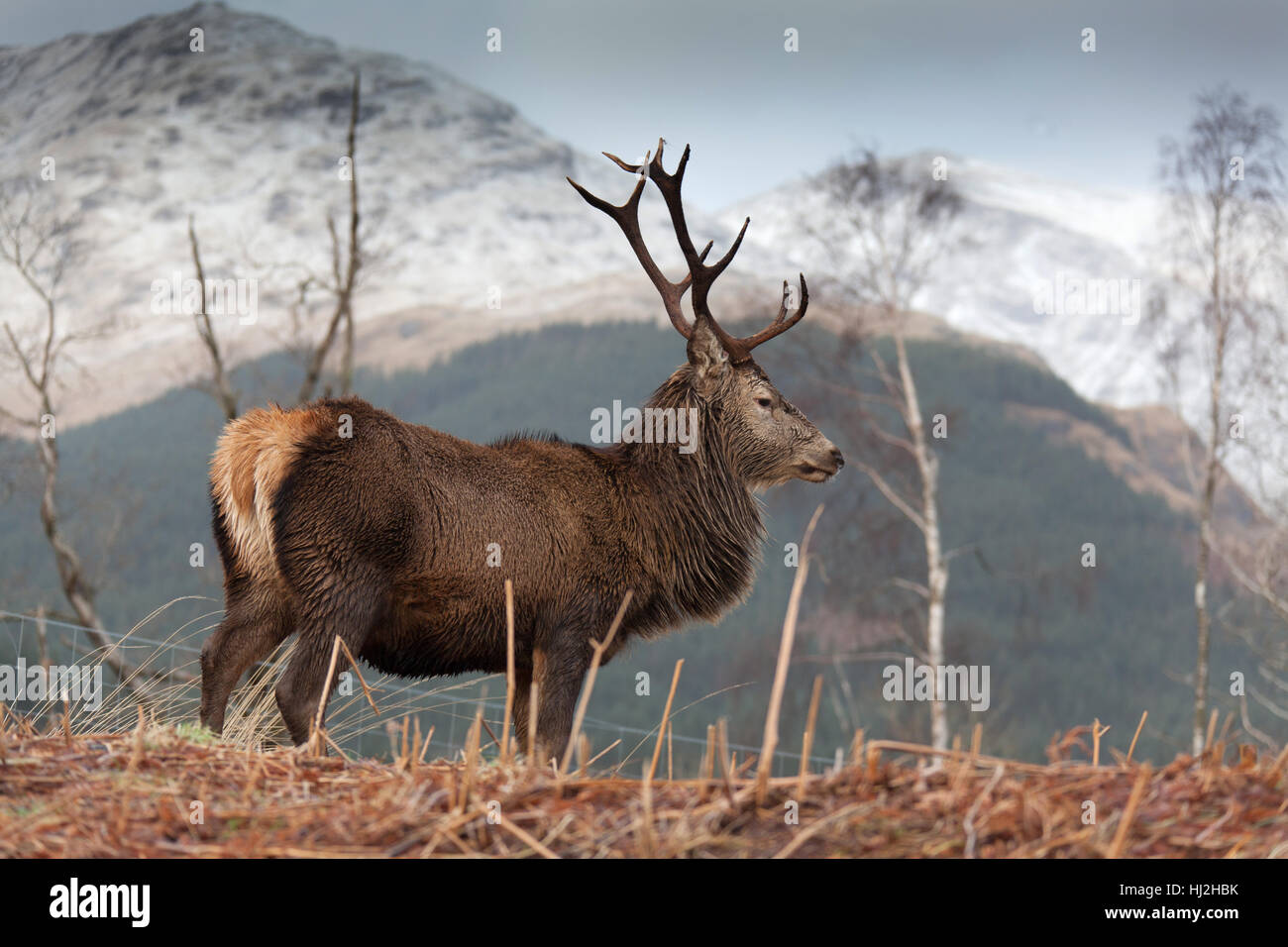 Glen Etive, Scozia. Vista pittoresca di un selvaggio stag in Glen Etive. Foto Stock