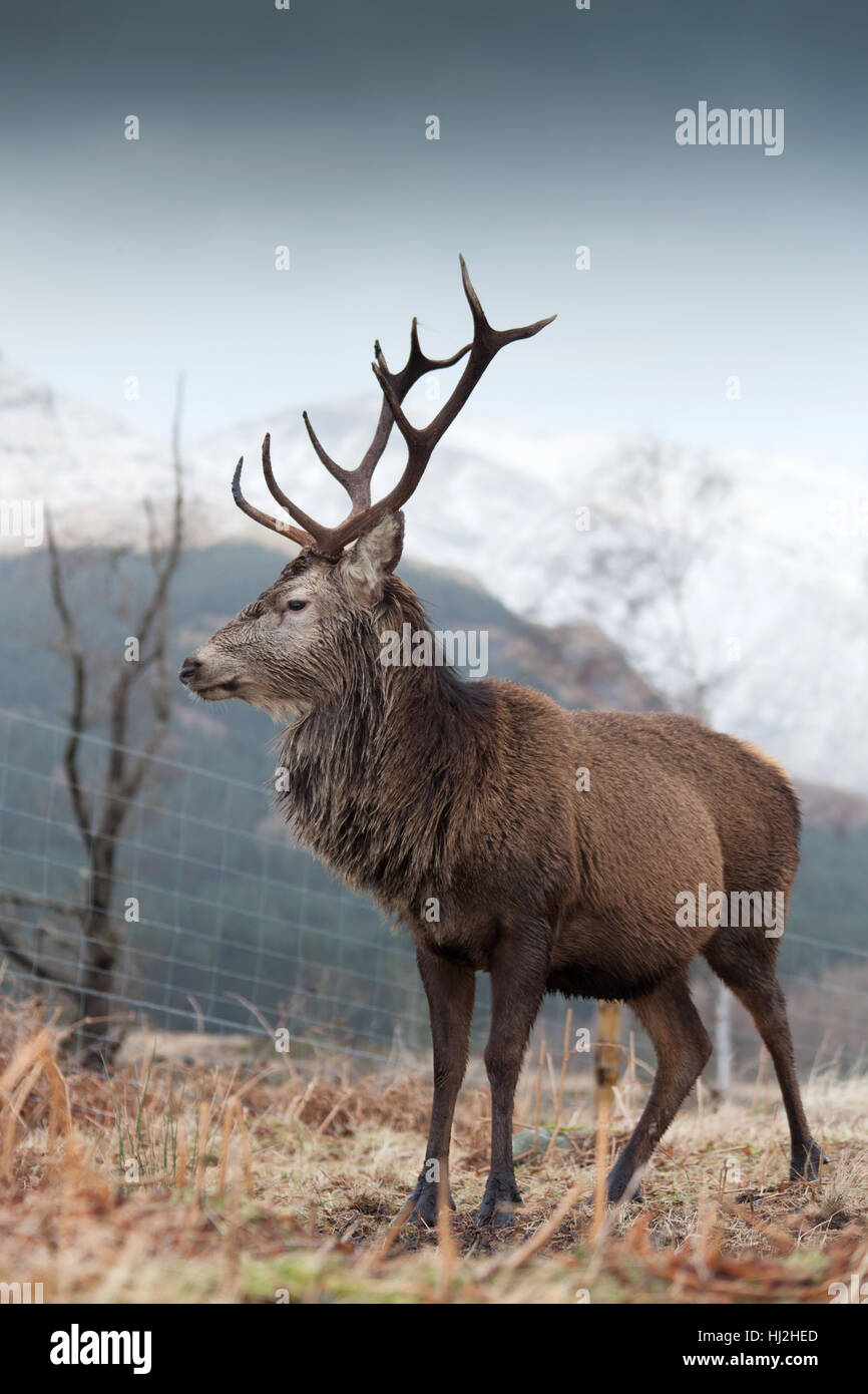 Glen Etive, Scozia. Vista pittoresca di un selvaggio stag in Glen Etive. Foto Stock