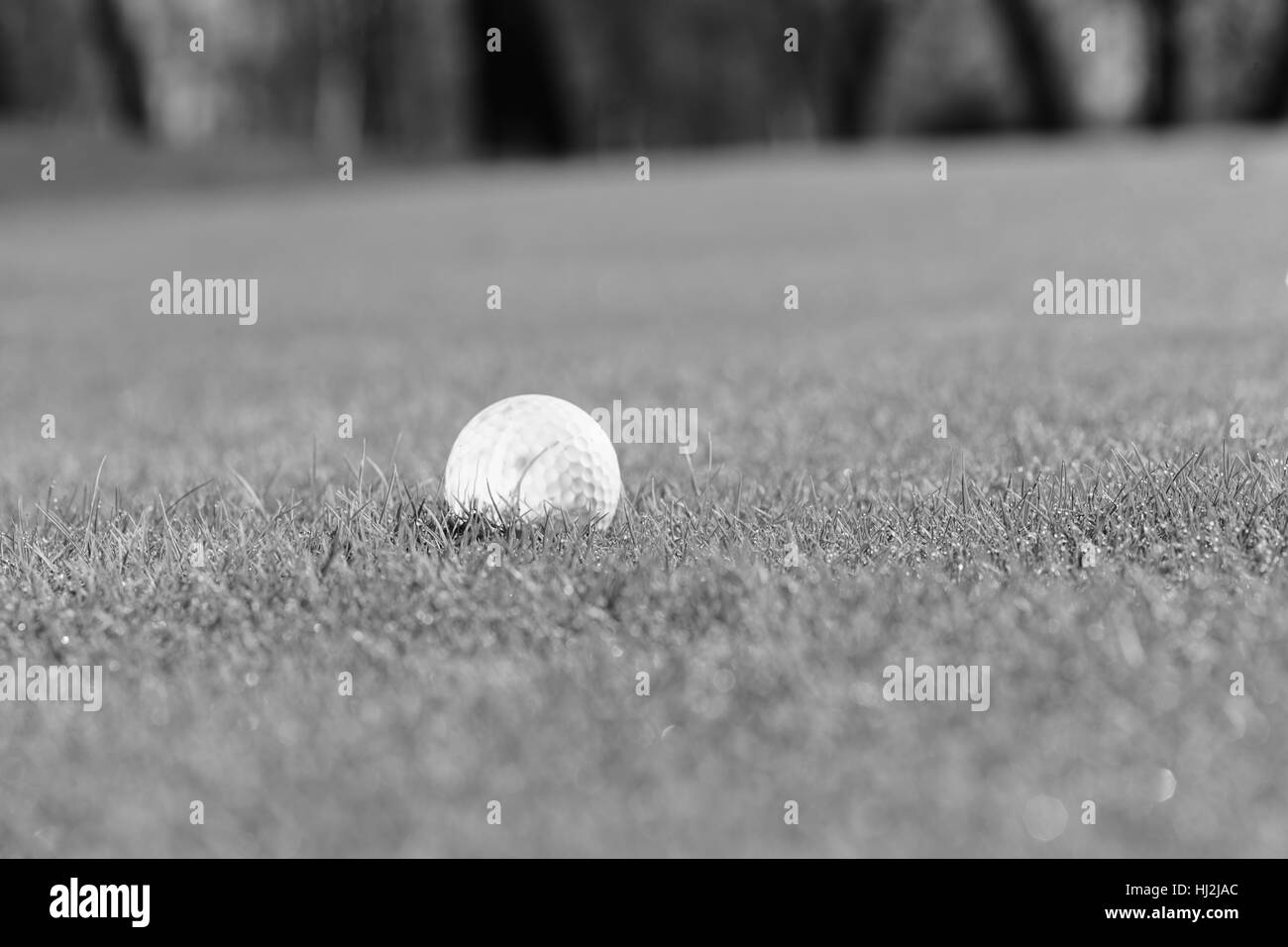 Palla da golf sul verde del prato, nota leggera profondità di campo Foto Stock