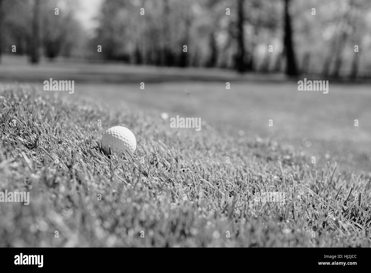 White pallina da golf in erba vicino, nota leggera profondità di campo Foto Stock