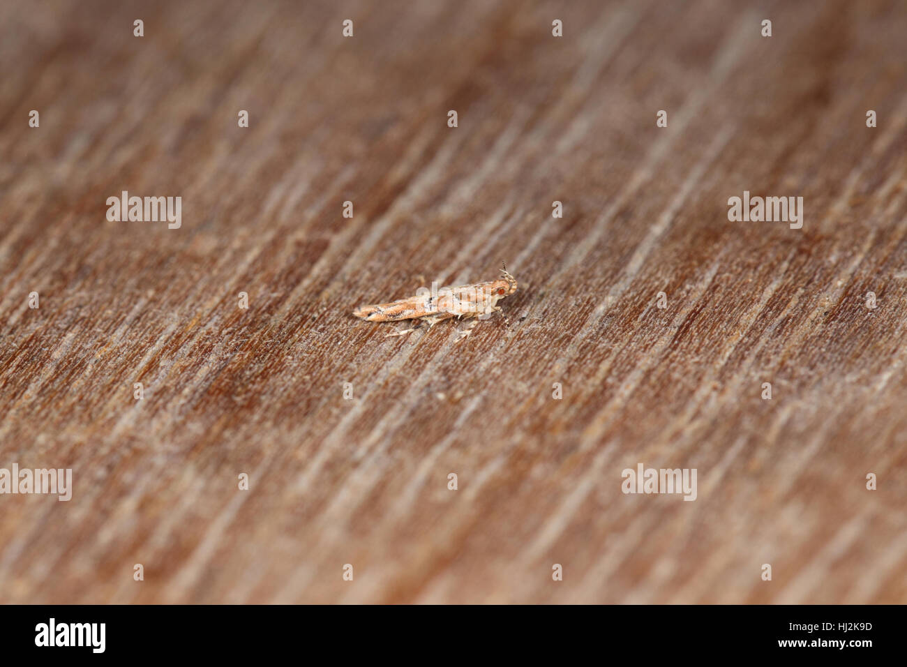 Florida Scavenger di rosa (Anatrachyntis badia) - un American micro-falena che è un vagabondo o non nativo per la Gran Bretagna Foto Stock
