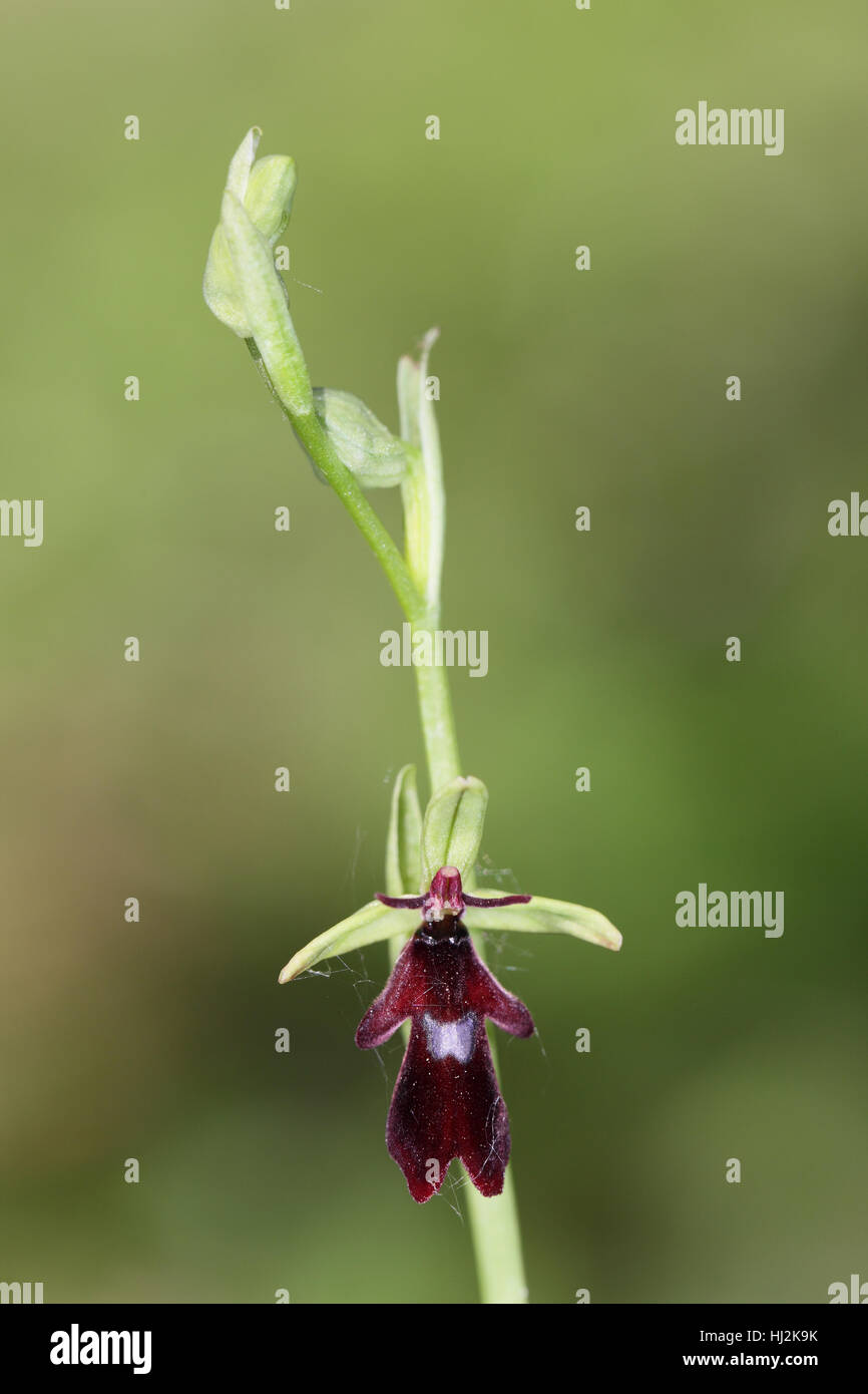 Fly Orchid (Ophrys insectifera) - un picco con un singolo borgogna e fiore blu che imita impollinatrice wasp Foto Stock