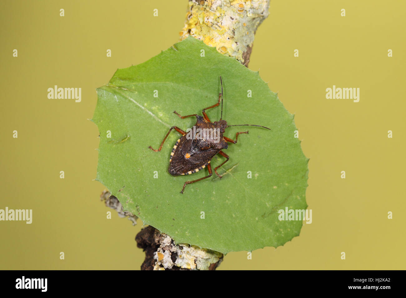 Foresta o rosso-zampe (Shieldbug Pentatoma rufipes), un insetto comune seduto su una foglia contro uno sfondo verde Foto Stock