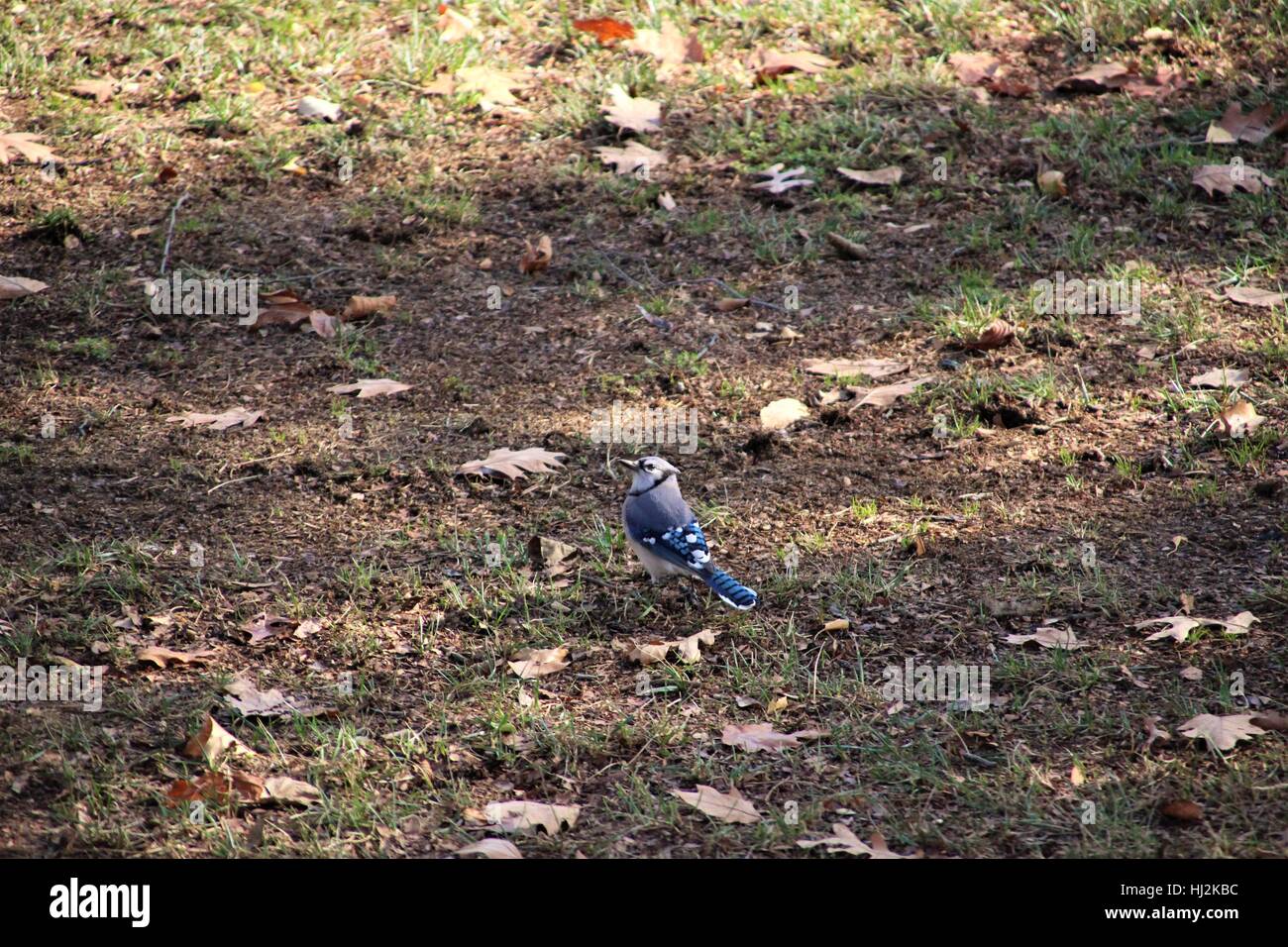 Blue Jay nel parco, Washington DC, Stati Uniti d'America Foto Stock