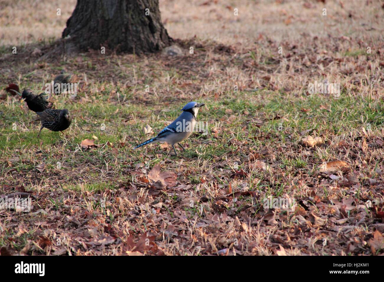 Blue Jay in DC di Washington Park Foto Stock
