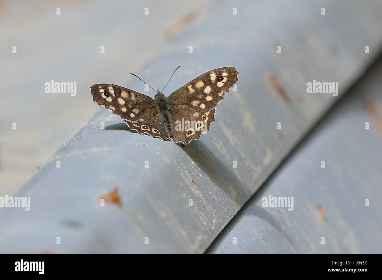 Un po' di sollievo dai fiori Foto Stock