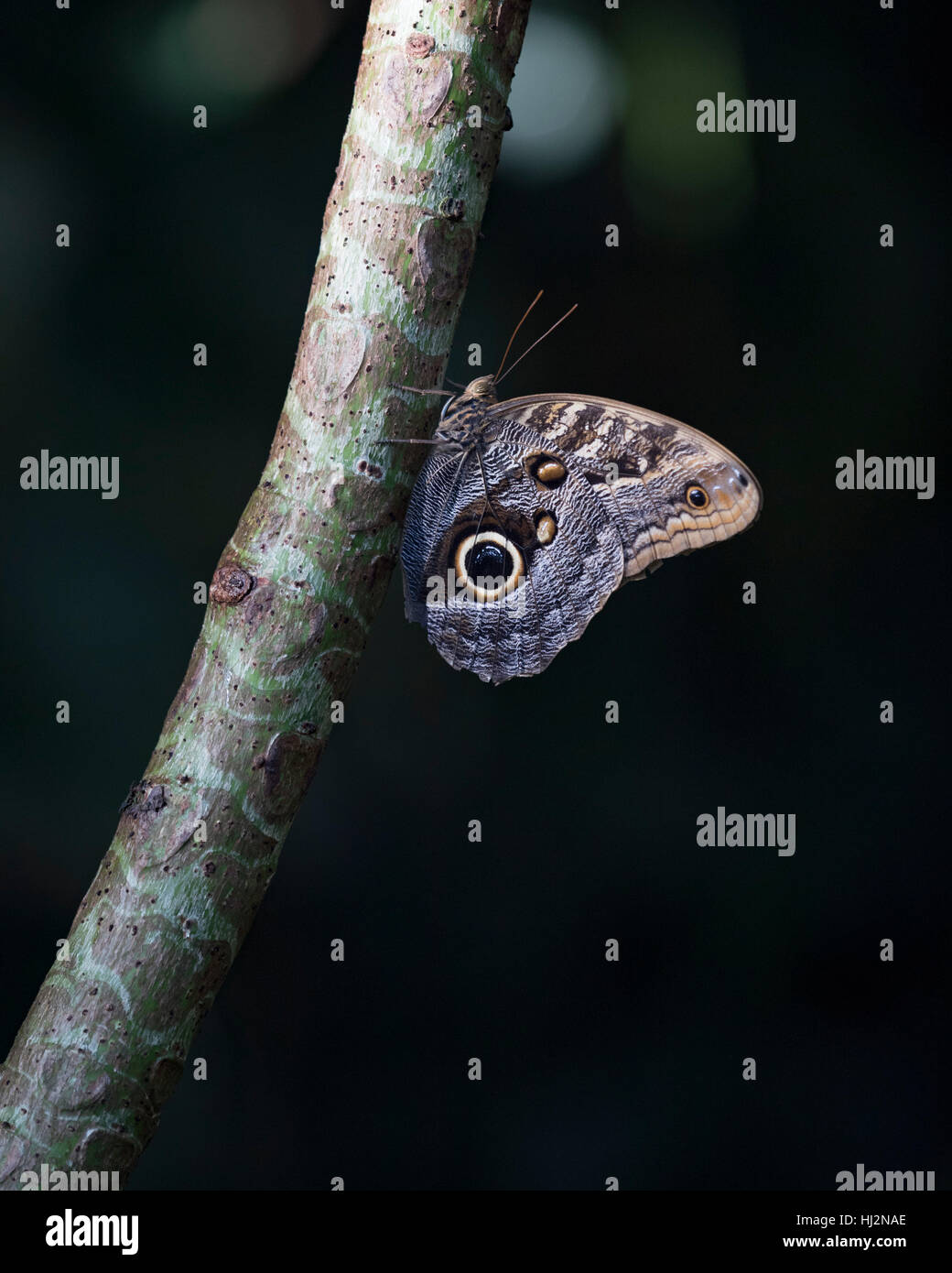 Gigante farfalla civetta appoggiata Foto Stock