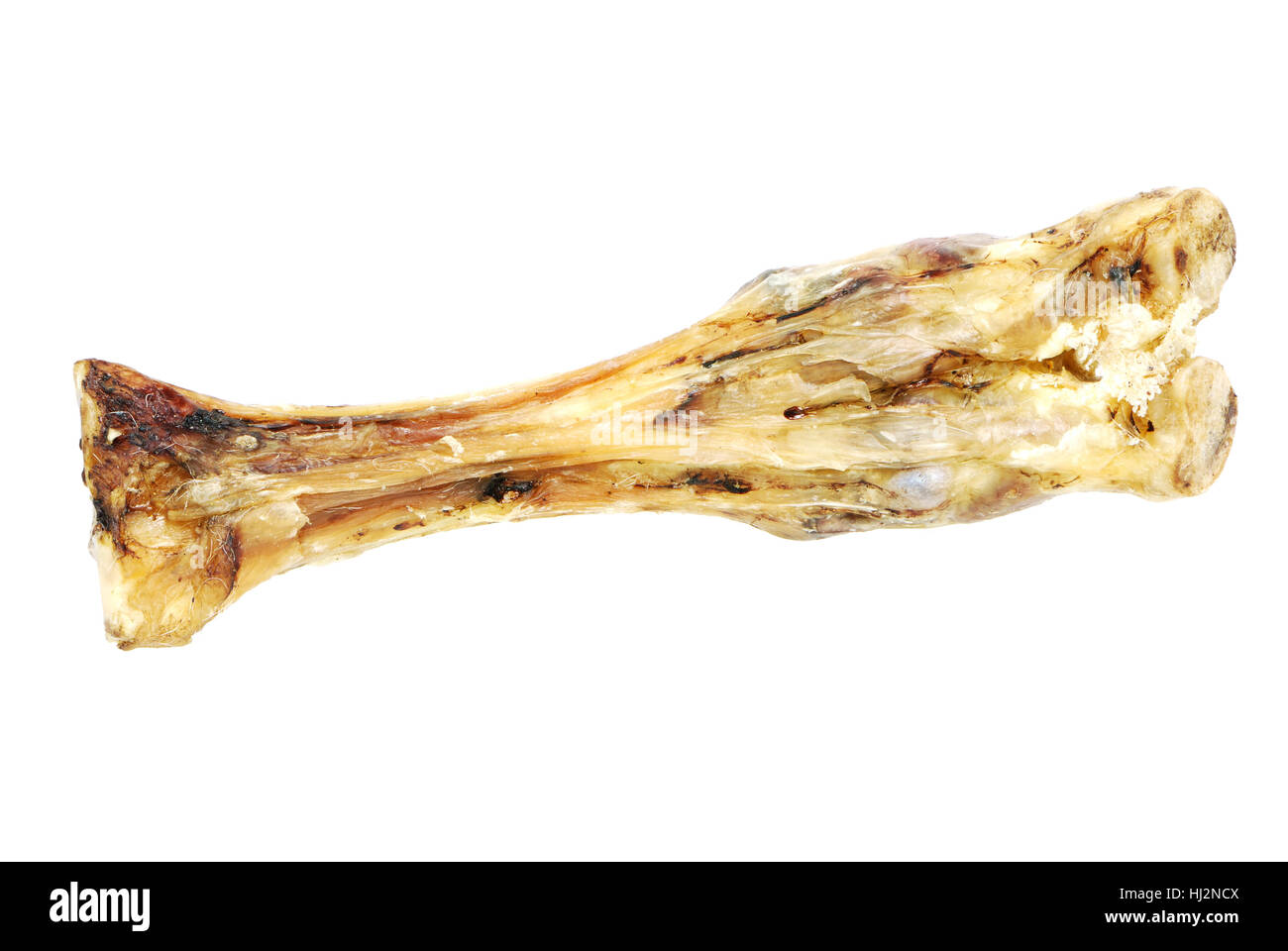 Cibo, aliment, isolata, closeup, animale, Giant, cranio, osso, scheletro, bovini, Foto Stock