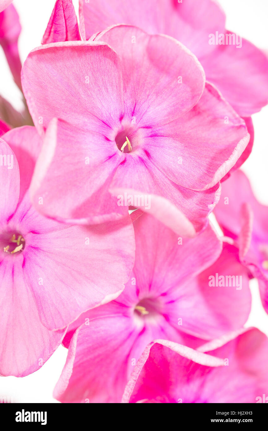 Macro Close-up, macro di ammissione, vista ravvicinata, dettaglio, isolato, fiore, Foto Stock