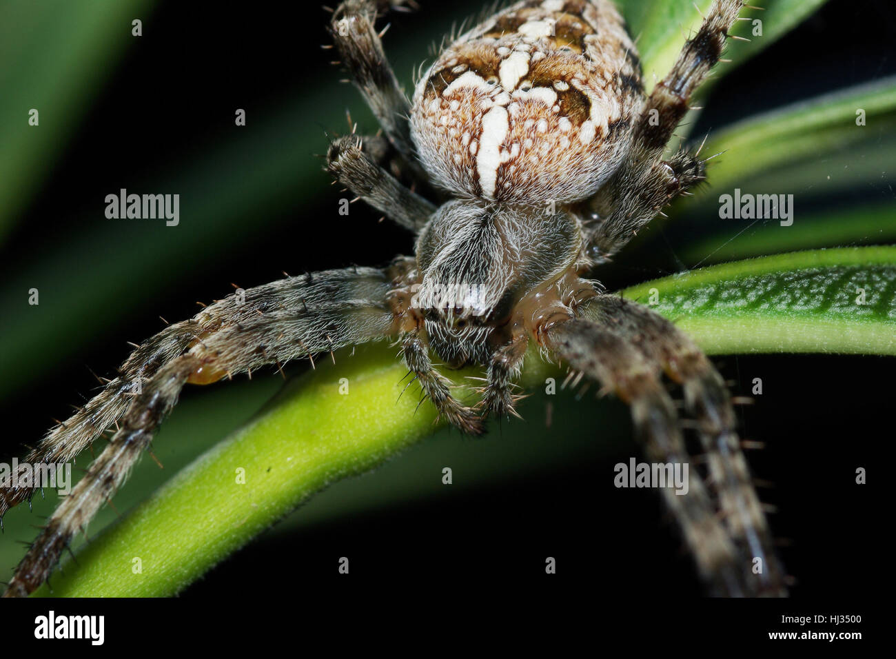 Kreuzspinne Foto Stock