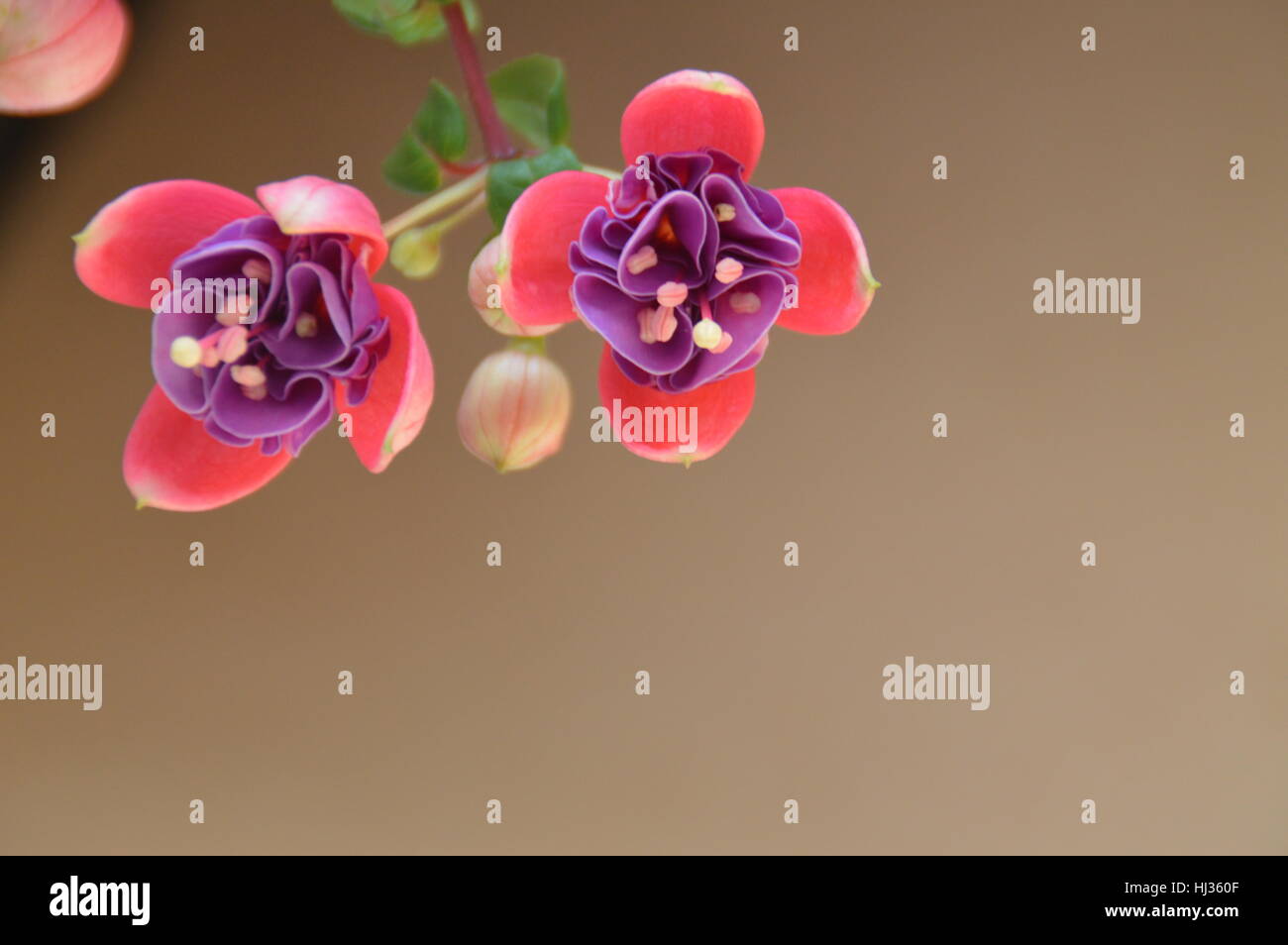 Bee/s seduto su una rosa di magenta e viola Fiore Fucsia Foto Stock