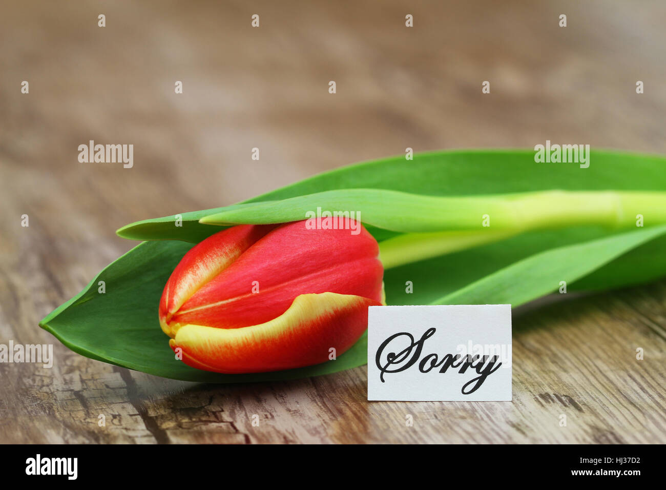 Siamo spiacenti ma la scheda con il rosso e il giallo tulip sulla superficie di legno Foto Stock