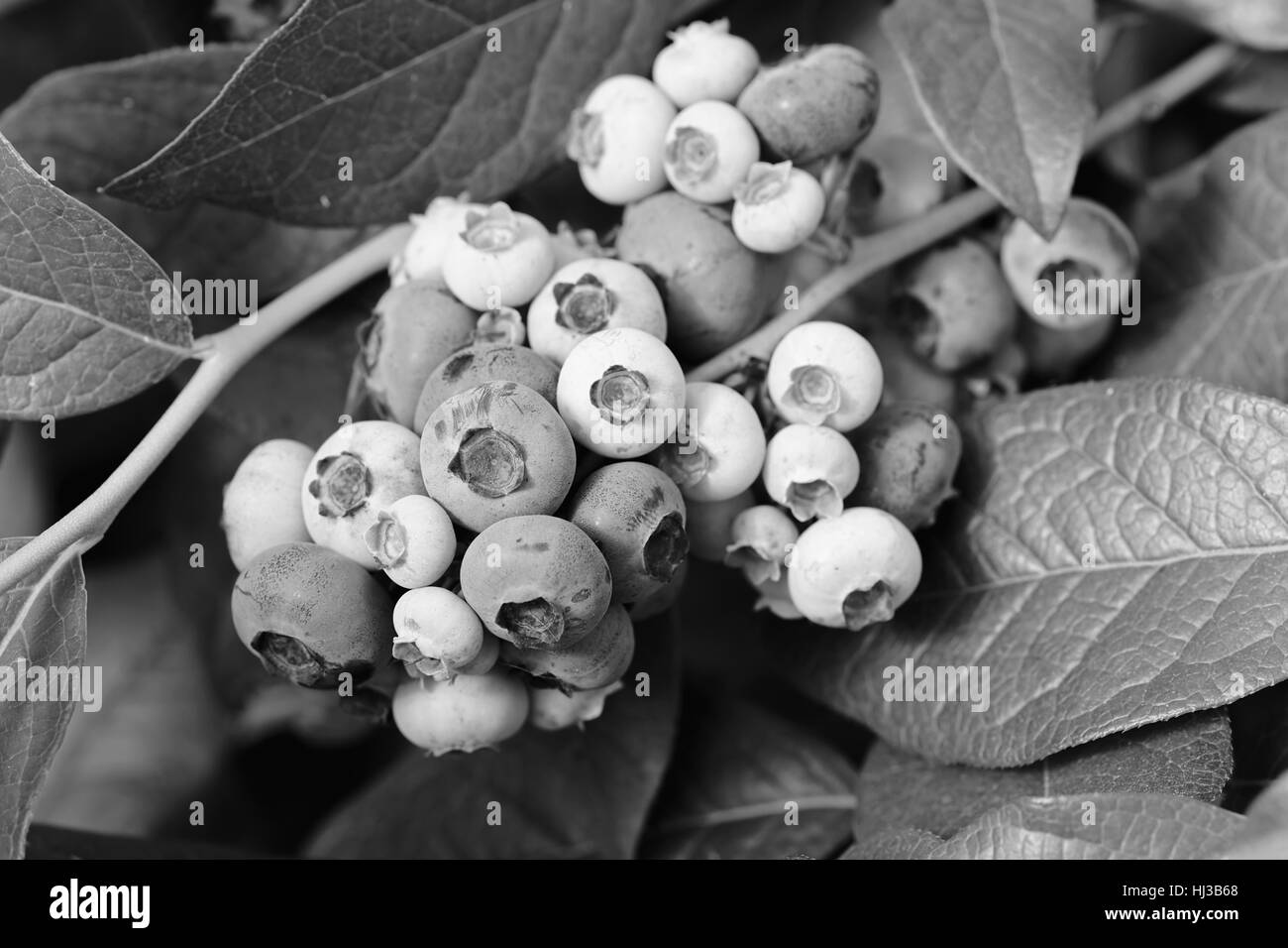 Frutti mirtilli maturazione sul ramo, nota leggera profondità di campo Foto Stock