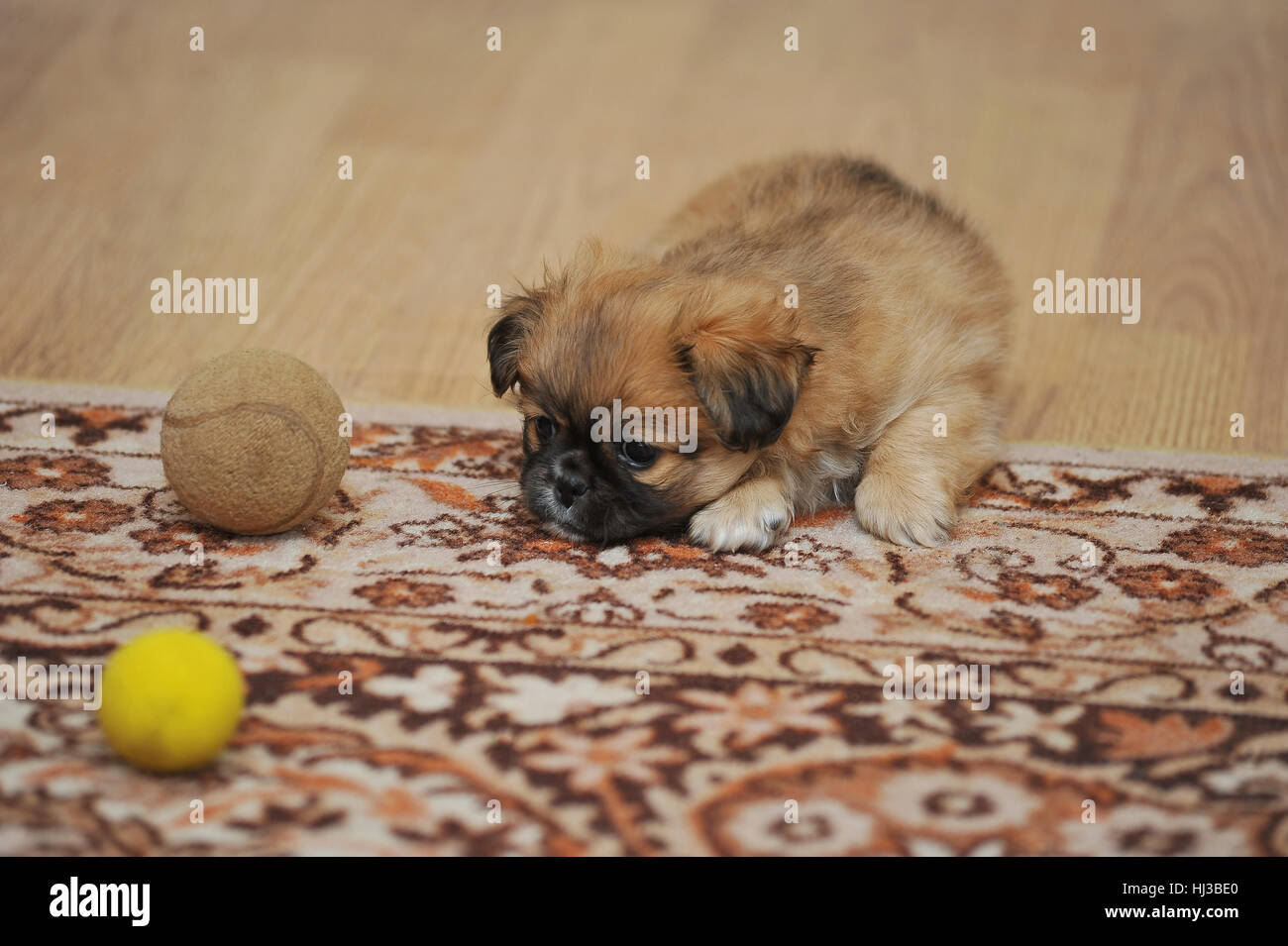 Pekingese dog rilassante nella home attivo, adulto, animale, sfondo Foto Stock