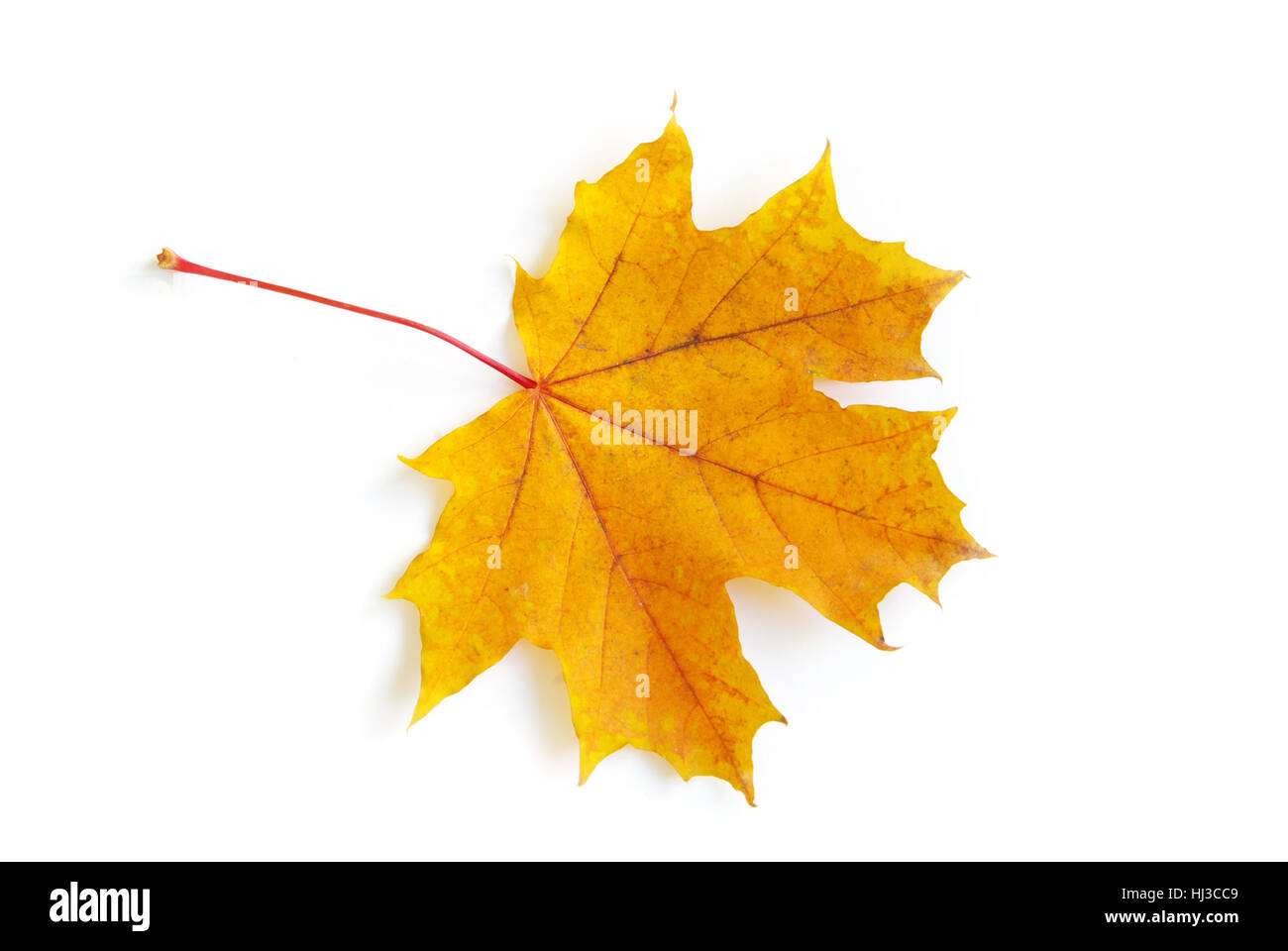 Foglia, isolato, colore, albero, alberi, botanica, autunnale, Golden, decorazione, asciutto, Foto Stock