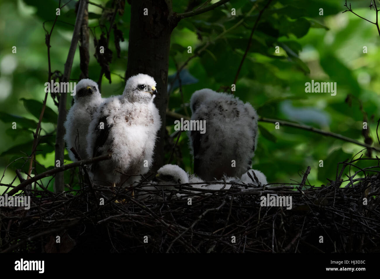 Sparviero ( Accipiter nisus ), giovani pulcini, seduti nei loro nido, in piedi sul bordo, nice spotlight, la fauna selvatica, l'Europa. Foto Stock