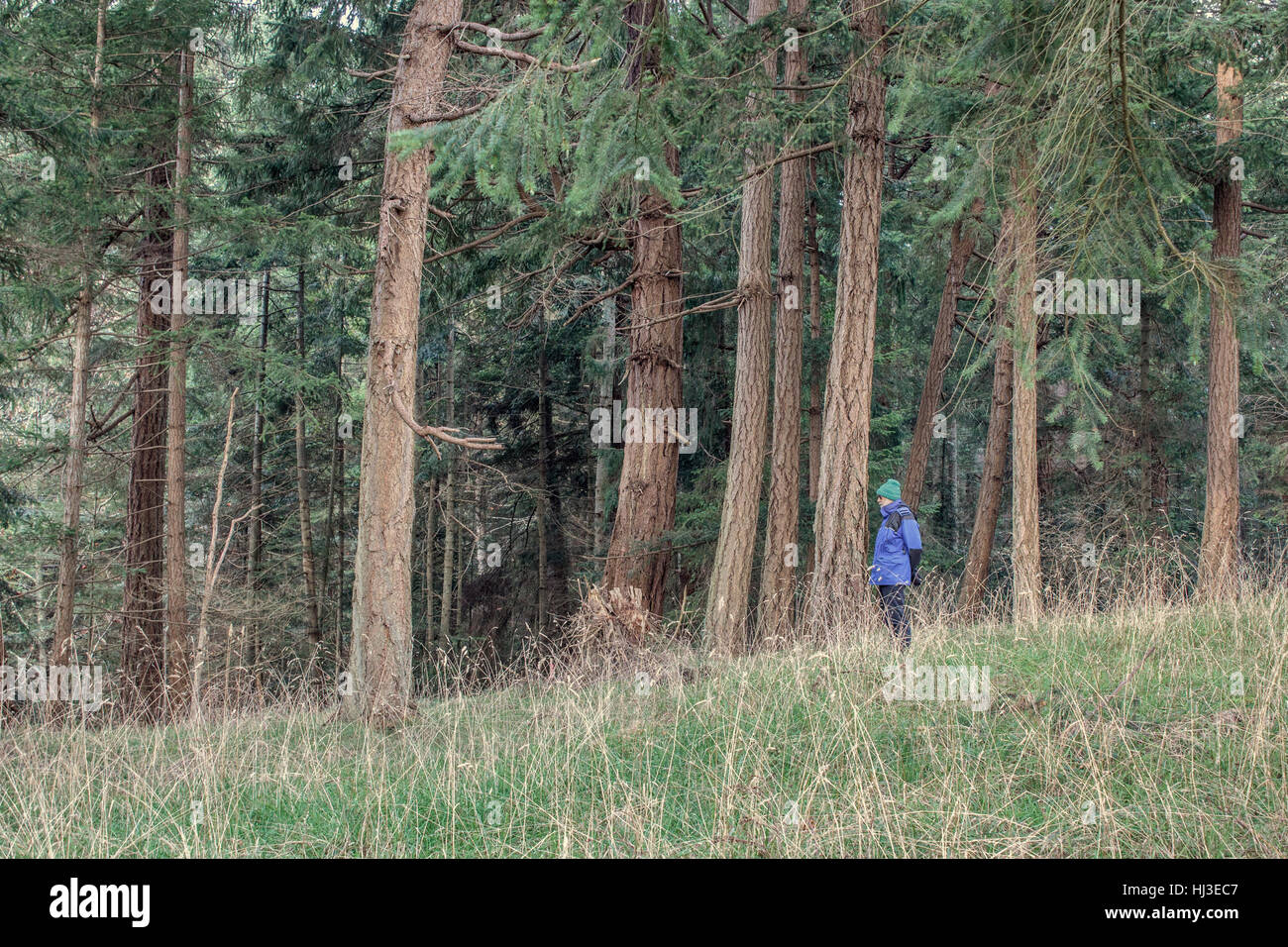 Un uomo solitario Vestito in blu, 61 anni, sembra piccolo permanente al bordo di un abete di Douglas foresta in inverno, su Gabriola Island, British Columbia. Foto Stock