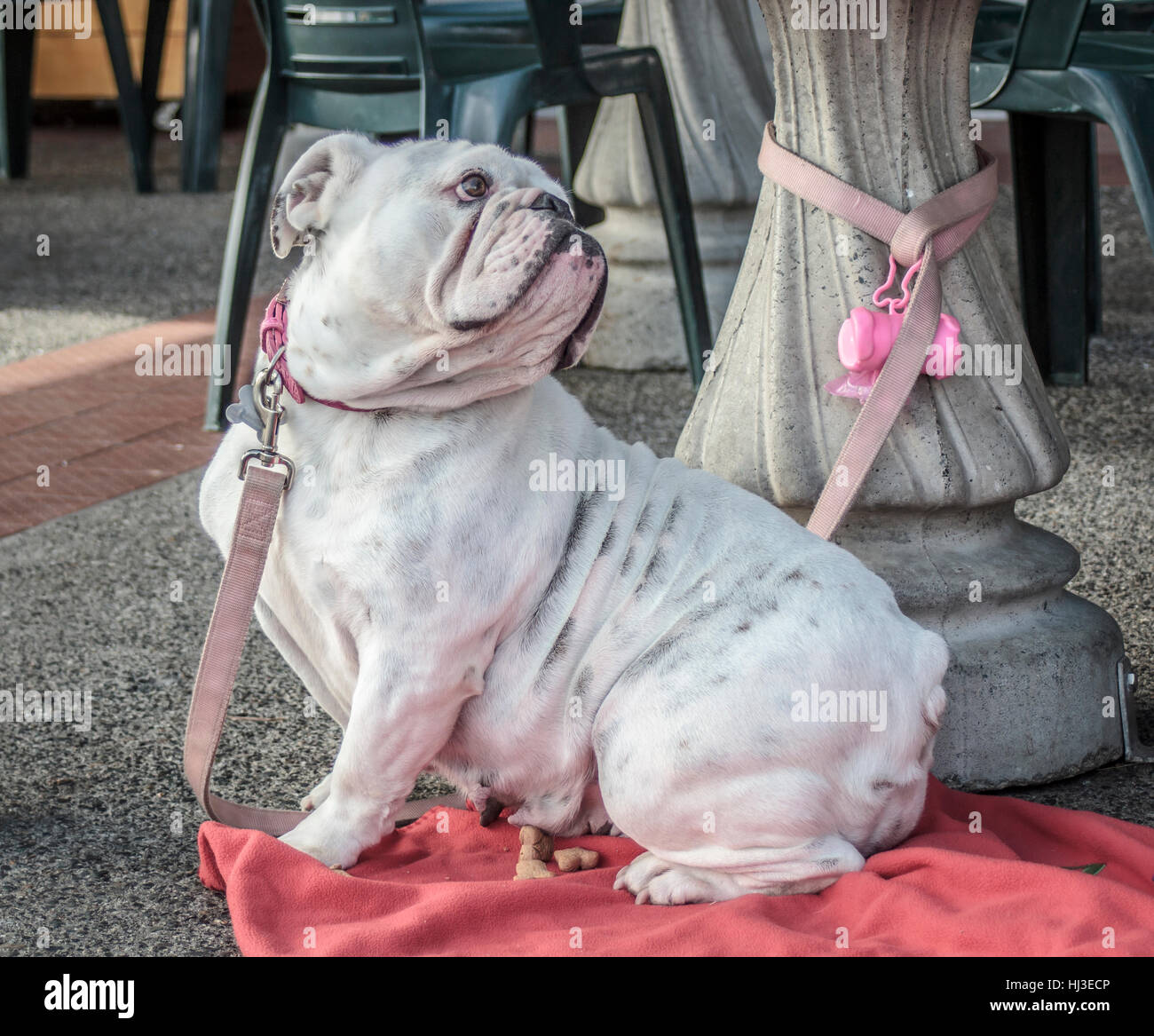 Una stropicciata, bulldog bianco con un collare di rosa, il guinzaglio e la sottopezza sguardi amorevolmente al suo proprietario da sotto un outdoor cafe tabella. Foto Stock