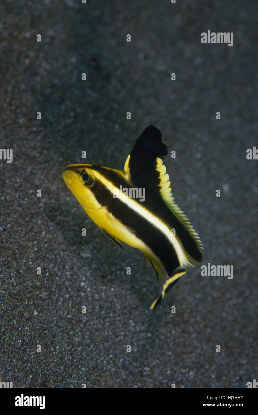 Foto subacquee del nero e giallo listati capretti sweetlips nuoto oltre la sabbia nera vulcanica del mare Balinese Foto Stock
