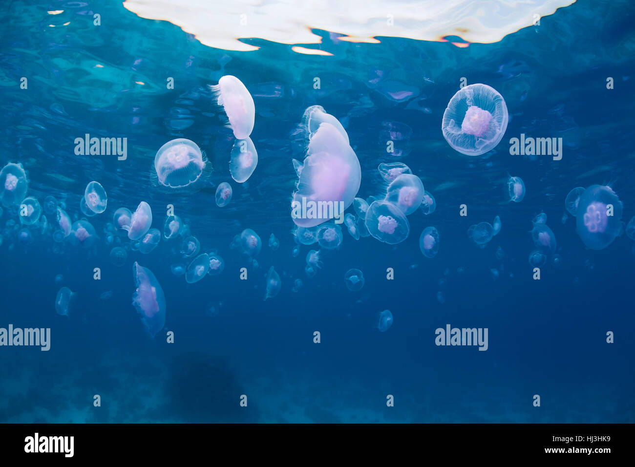 Underwater ampio angolo di foto di centinaia di meduse drifting appena sotto la superficie delle acque cristalline del Mar Rosso Foto Stock