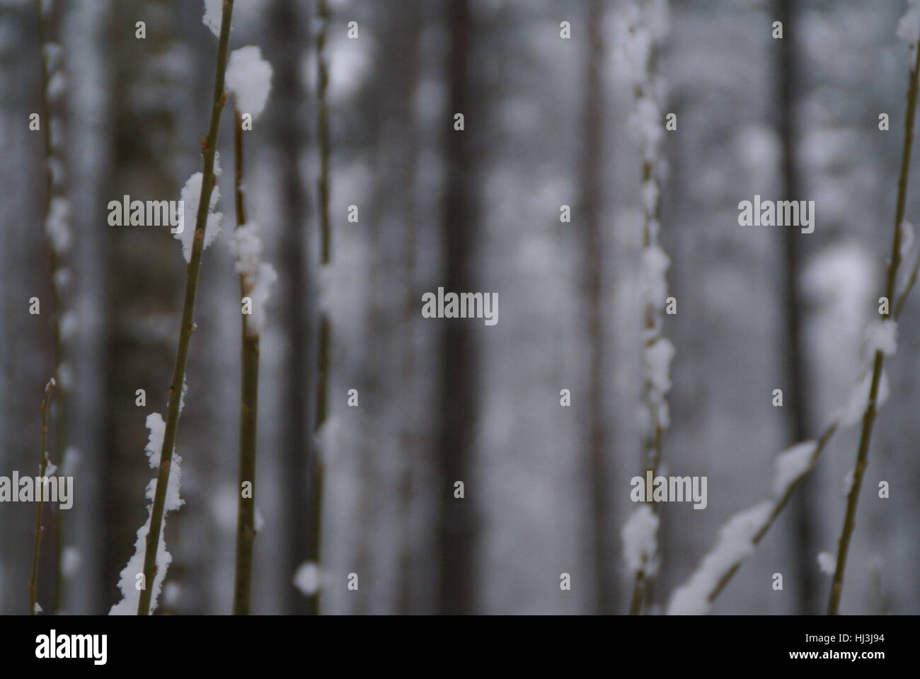Coperta di neve rami in una foresta. Foto Stock