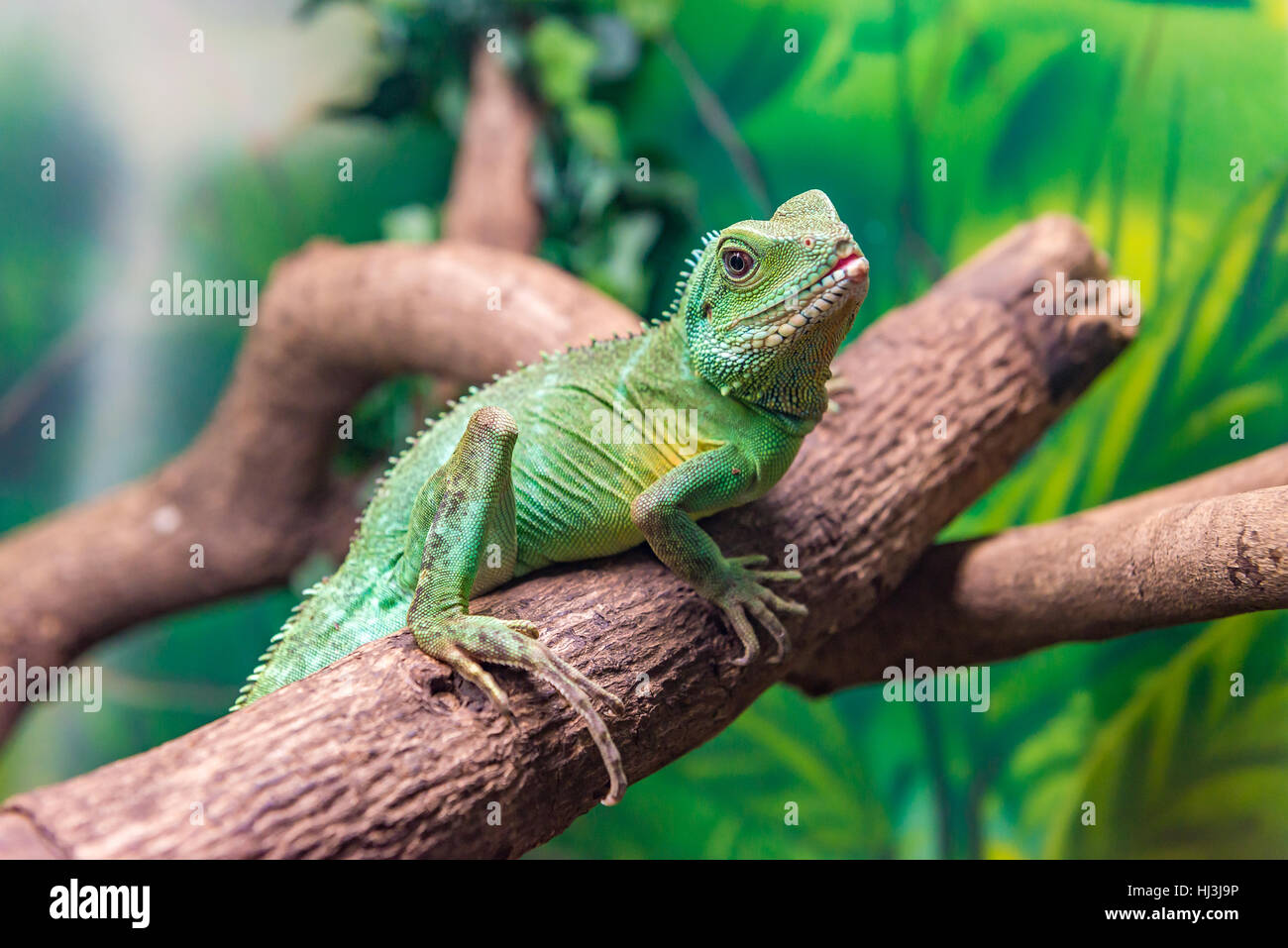 Acqua cinese Dragon (Physignathus cocincinus) slithering su un ramo Foto Stock