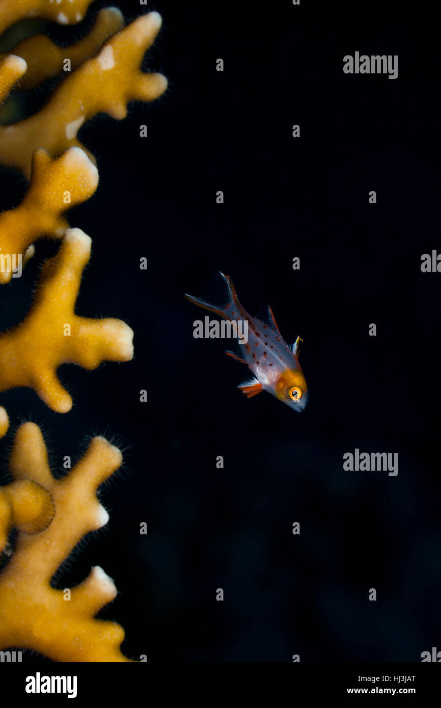 Foto subacquee del bambino trasparente Lyretail hogfish (Bodianus anthioides) accanto al fuoco coral Millepora dichotoma Foto Stock
