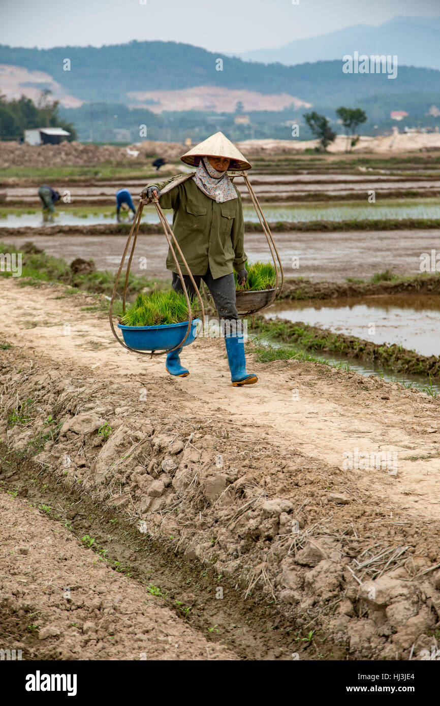 Donna con palo portante e cesti su risaie trail, nei pressi di Hanoi, Vietnam Foto Stock