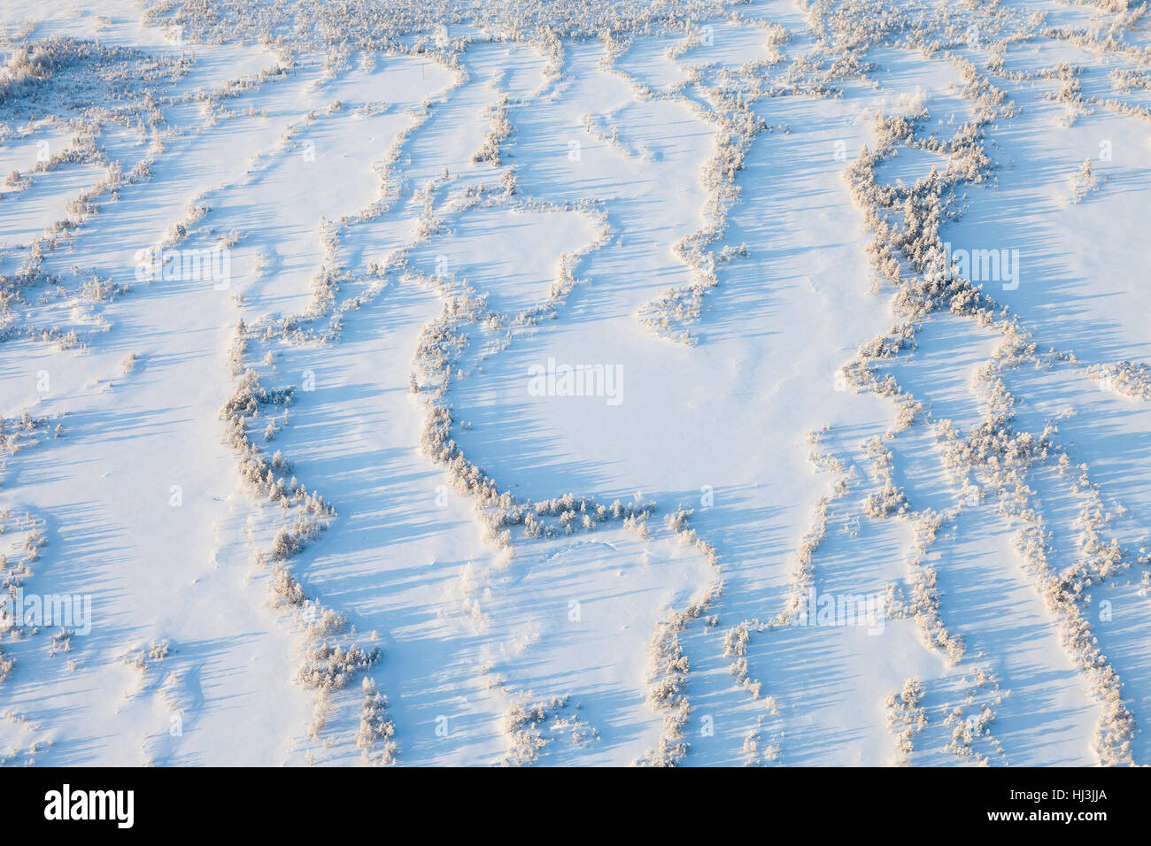 Zona paludosa in inverno Foto Stock