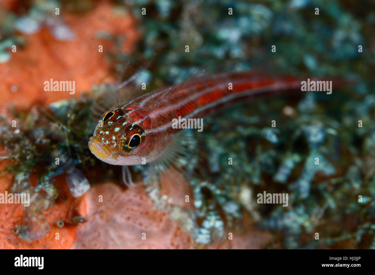 Underwater close-up foto di rosso striato (triplefin Helcogramma striatum) seduto su una spugna arancione coperta con le alghe verdi Foto Stock