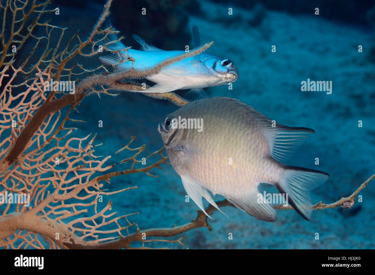 Foto subacquee di due white-pancia damigelle (Amblyglyphidodon leucogaster) deposizione delle uova sui rami di gorgonia fan corallo. Foto Stock