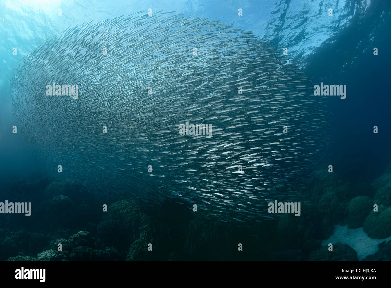 Foto subacquee della grande scuola di limanda barracuda (Sphyraena flavicauda) al di sopra della barriera corallina Foto Stock