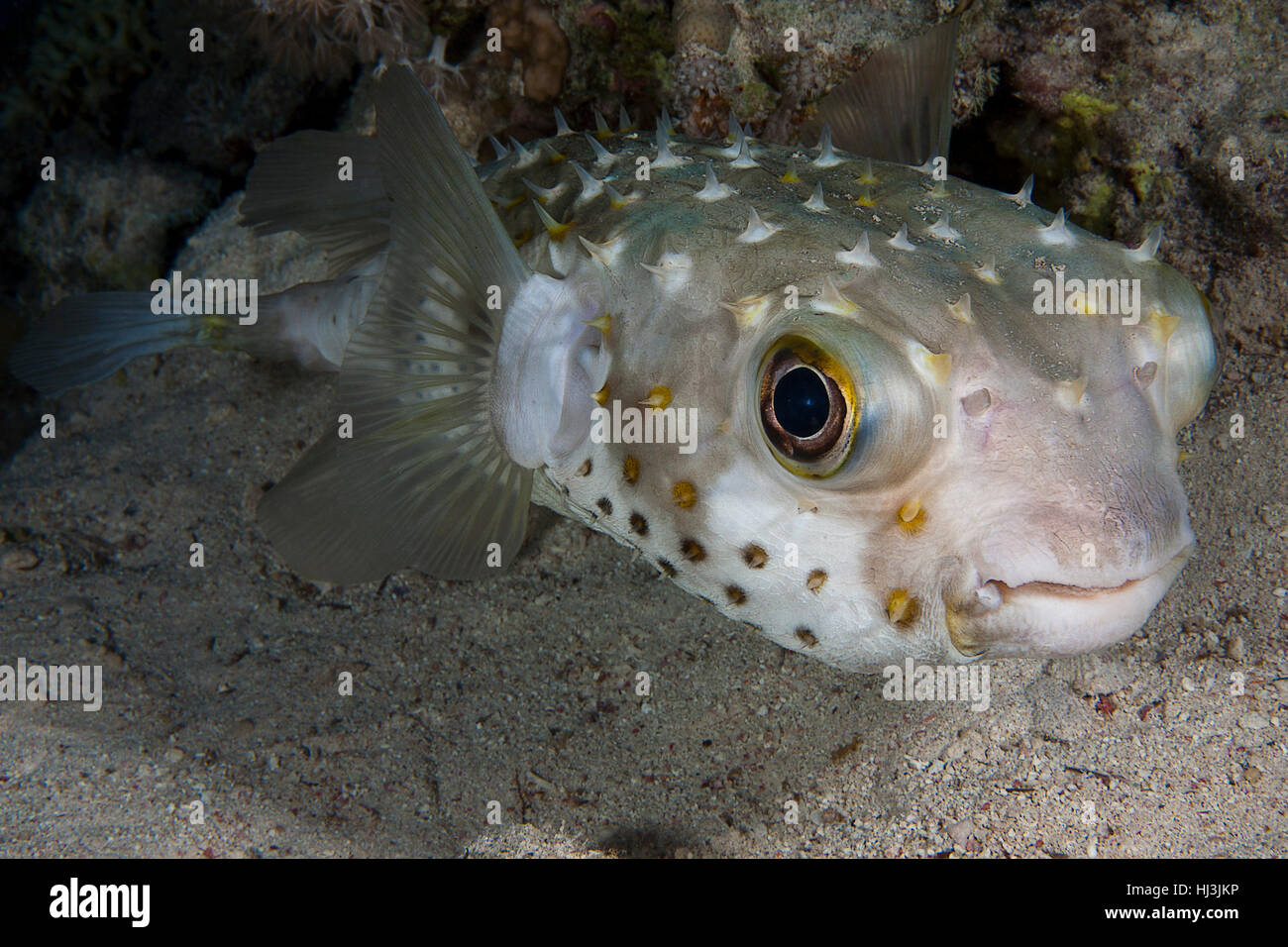 Underwater close-up verticale dell'yellowspotted burrfish (Cyclichtys spilostylus) Foto Stock