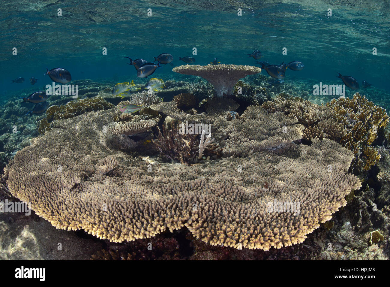 Underwater ampio angolo di foto della tabella Acropora coralli con Arabian surgeonfish su una scogliera vicino alla superficie del mare rosso. Foto Stock